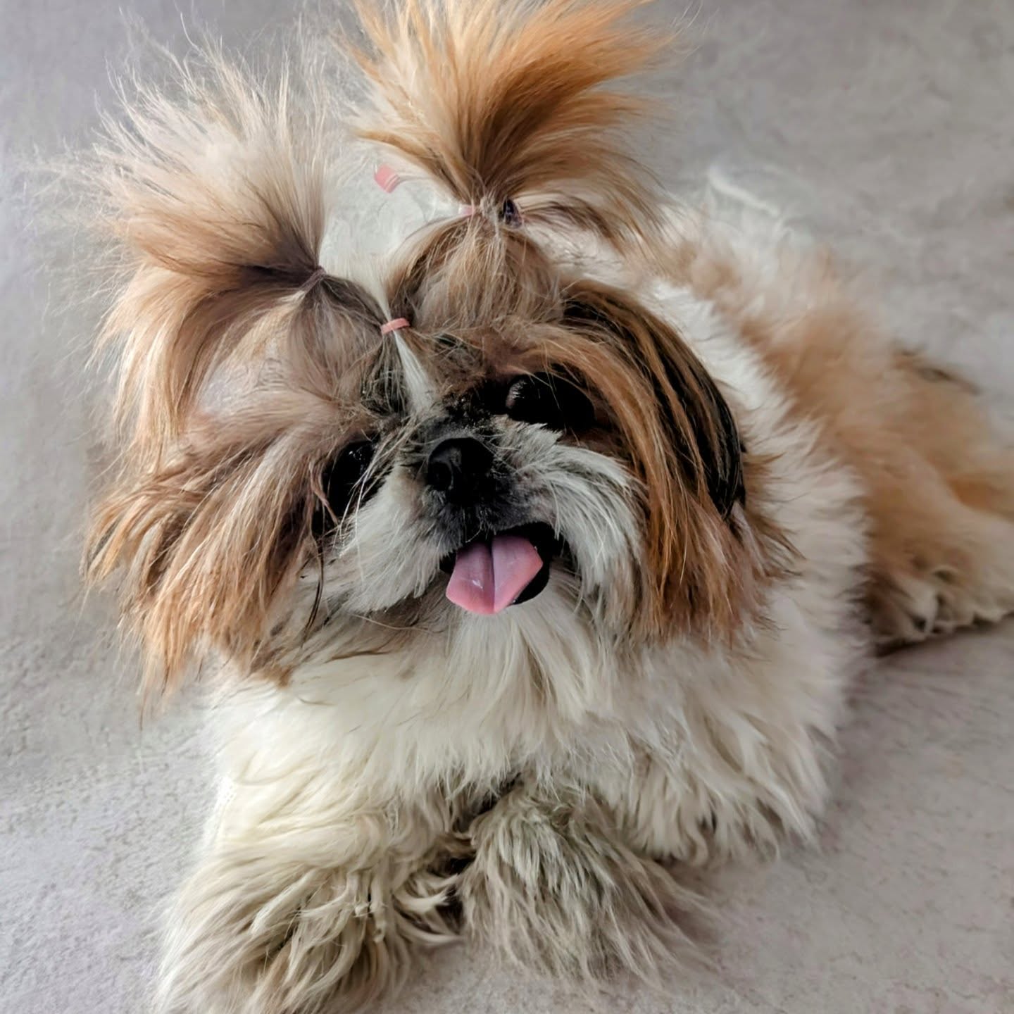 Einmal Sommerschnitt ☀️✂️
#doggroomer #hundefriseur #glowup #teddycut #shitzu