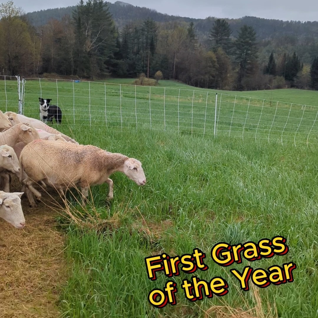Gave the ewes grass for a few hours for their first taste of green grass. They were pretty happy.