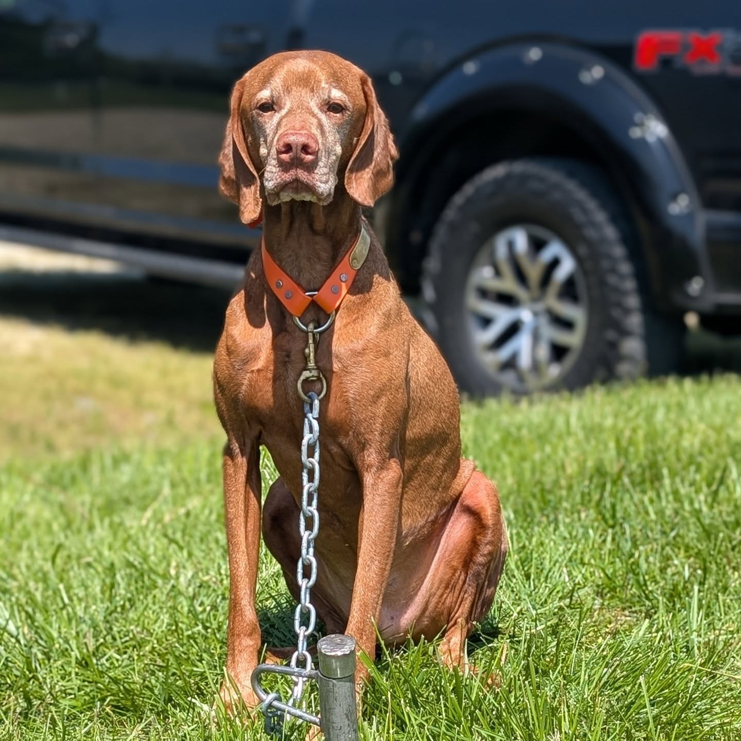Oh Levi, when did you get so gray? You still have everyone thinking you're a puppy when they first meet you and you worked your birds like the MH you are this training day 🧡
#ilovemyvizsla #vizslasofinstagram #vizslalife #vizslagram #vizslasofchicago #sugarface #bestboy