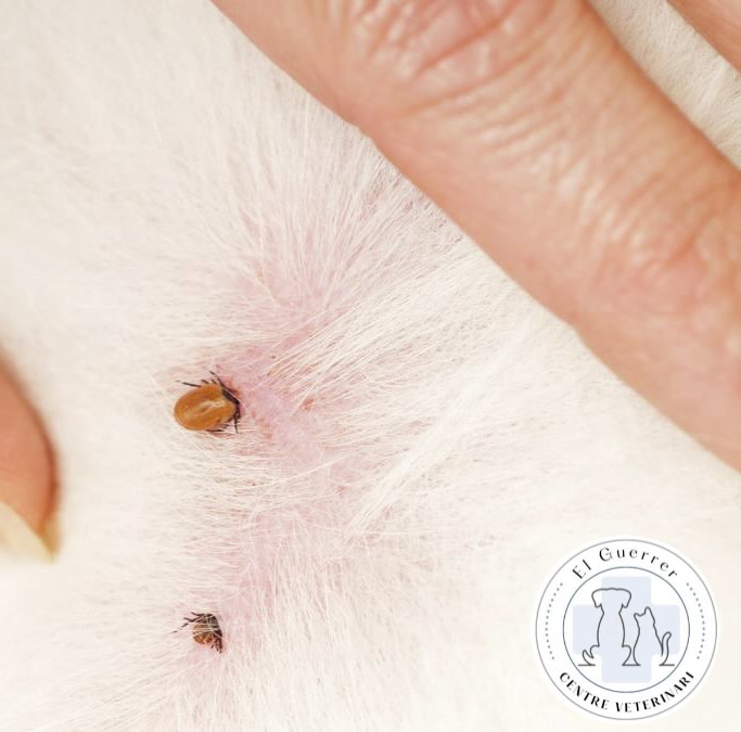 Les pusses i caparres en gossos: un perill silenciós! 🐶🦟
Estem en plena època i és molt important protegir a les nostres mascotes.
Encara que són xicotetes, les pusses i caparres poden causar greus problemes de salut dels nostres peluts:
❌ Descamació i picor intensa
⚠️ Lesions i infeccions cutànies
🦠 Transmissió de malalties com l’ehrlichiosi o la babesiosi
🚫 Reaccions al·lèrgiques
La millor defensa? Una desparasitació externa regular!
És una barrera de protecció essencial per a evitar infestacions i protegir la salut del teu company pelut.
Recorda: Consulta amb la teua clínica veterinària per saber quin antiparasitari és el més adequat.