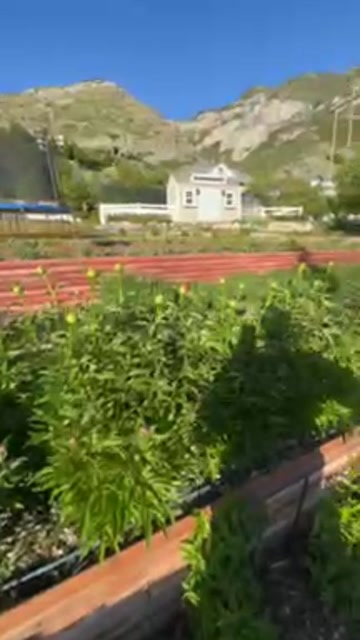 Little farm tour today!