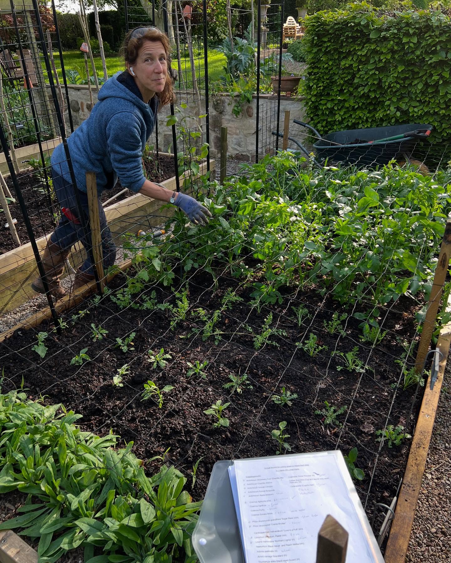 So many seedlings and so little room! Filled one cutting patch, selling many others with an honesty payment box in the village, pricking out and potting on with mum is better, glass in hand and Tiger the cat tries to find some shade. #gardens #gardensofinstagram #seed #cutflowers