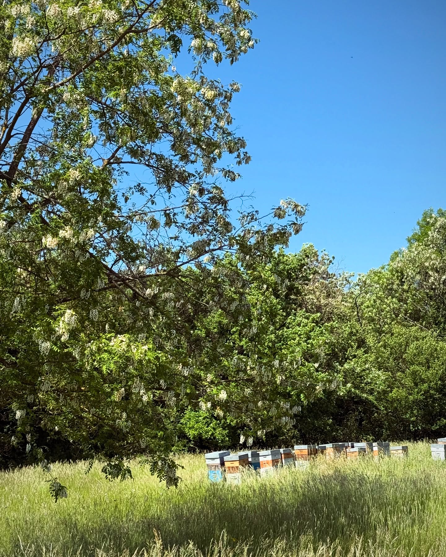Un garde-manger à portée de main. Ici mon rucher à Seyssuel, aux portes de #lyon.
#lemielremyglaise #acacia #mielacacia #apiculture #abeilles #auvergnerhonealpes #nature #localfood #foodstagram #artisan #spring #miel #terroir #honey