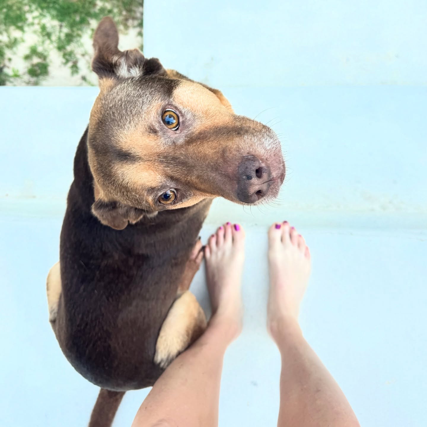 Looking for love in just the right places 🤗
Happy Sunday on this beautiful Mother’s Day!
Boerne Pet Sitting
Book Link in Bio
www.BoernePetSitting.com
830-837-3135
#dogmom #petsitter #boerne #fairoaksranch #dog #dogrescue #doglovers #mothersday