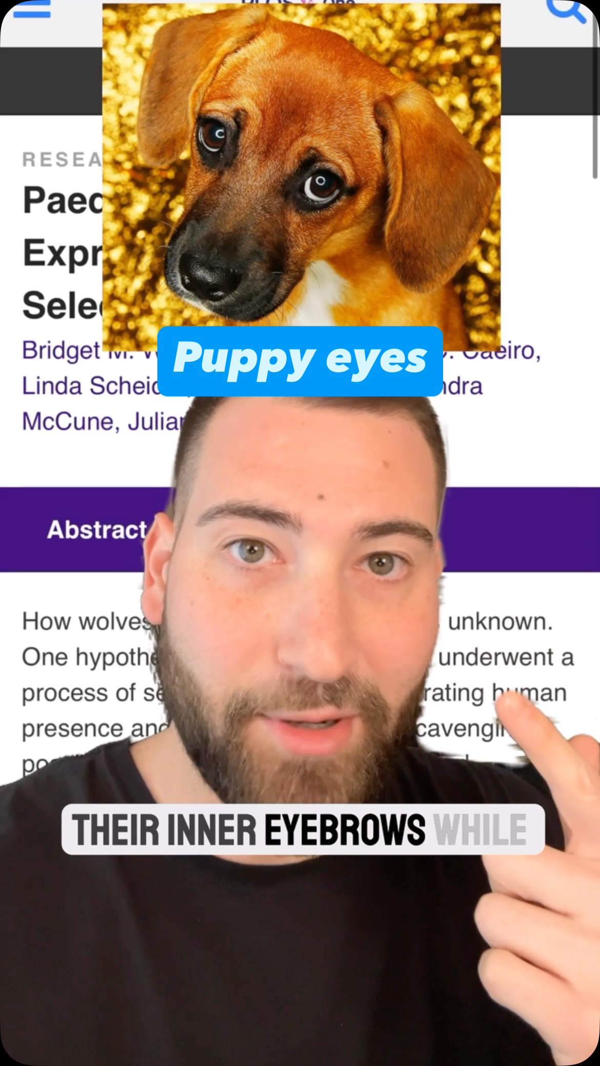 🥺
#dogs #evolution #puppyeyes #science