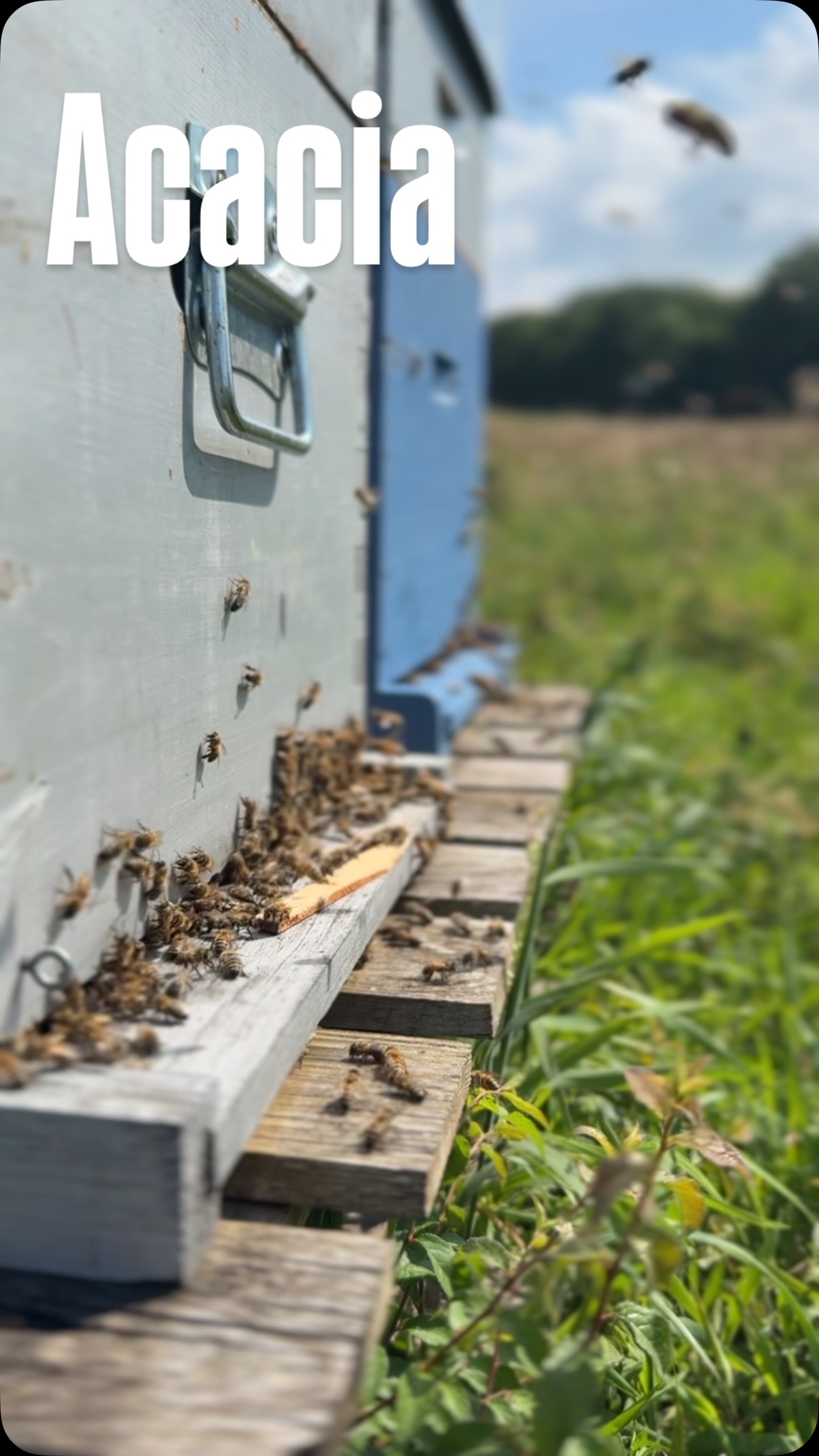 La miellée d’acacia est, pour l’instant, magnifique… mais croisons encore les doigts car c’est la plus capricieuse…
#lemielremyglaise #auvergnerhonealpes #apiculture #miel #lyon #foodstagram #beekeeping #lyonnais #foodie #lyonfoodlover #acacia #healthy #foodporn #nature #apicultura #abeille #animauxdecompagnie #animal #farm