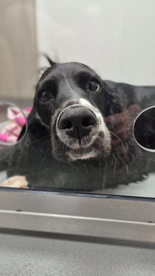 A little behind the scenes from Orla's TPLO procedure 🩵🩺
#thewoodbridgevets #independentpractice #veterinarycare #veterinarymedicine #veterinarypractice #animalcare #tplosurgery #tplo #cockerspaniel #rehabilitation #tplorecovery #orthopaedics #orthopaedicsurgery