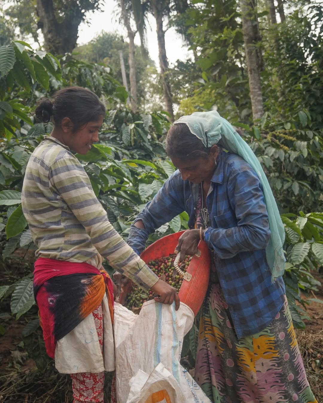Harvesting coffe.
2017