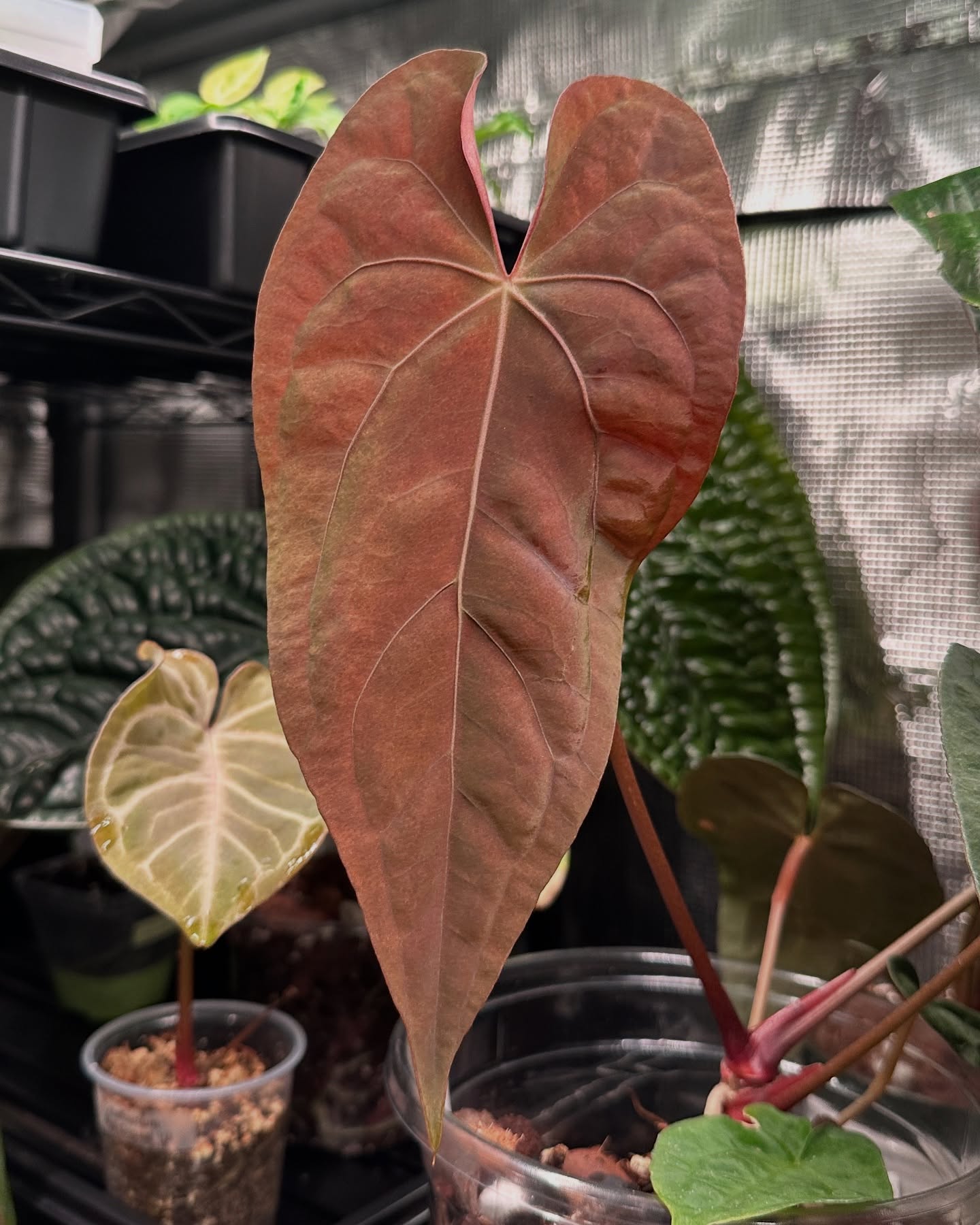 AOS X RLFS ❤️🧡💚
#anthuriumhybrid #aroidsofinstagram #aroidaddict #anthuriumaceofspades #anthuriumpapillilaminum #rarearoids #rarehouseplants #rareanthurium