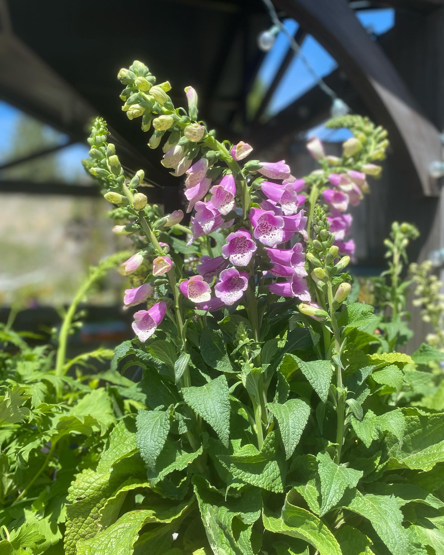 Some more color options in! 🌸🌻🌷
Open: 9am-4pm