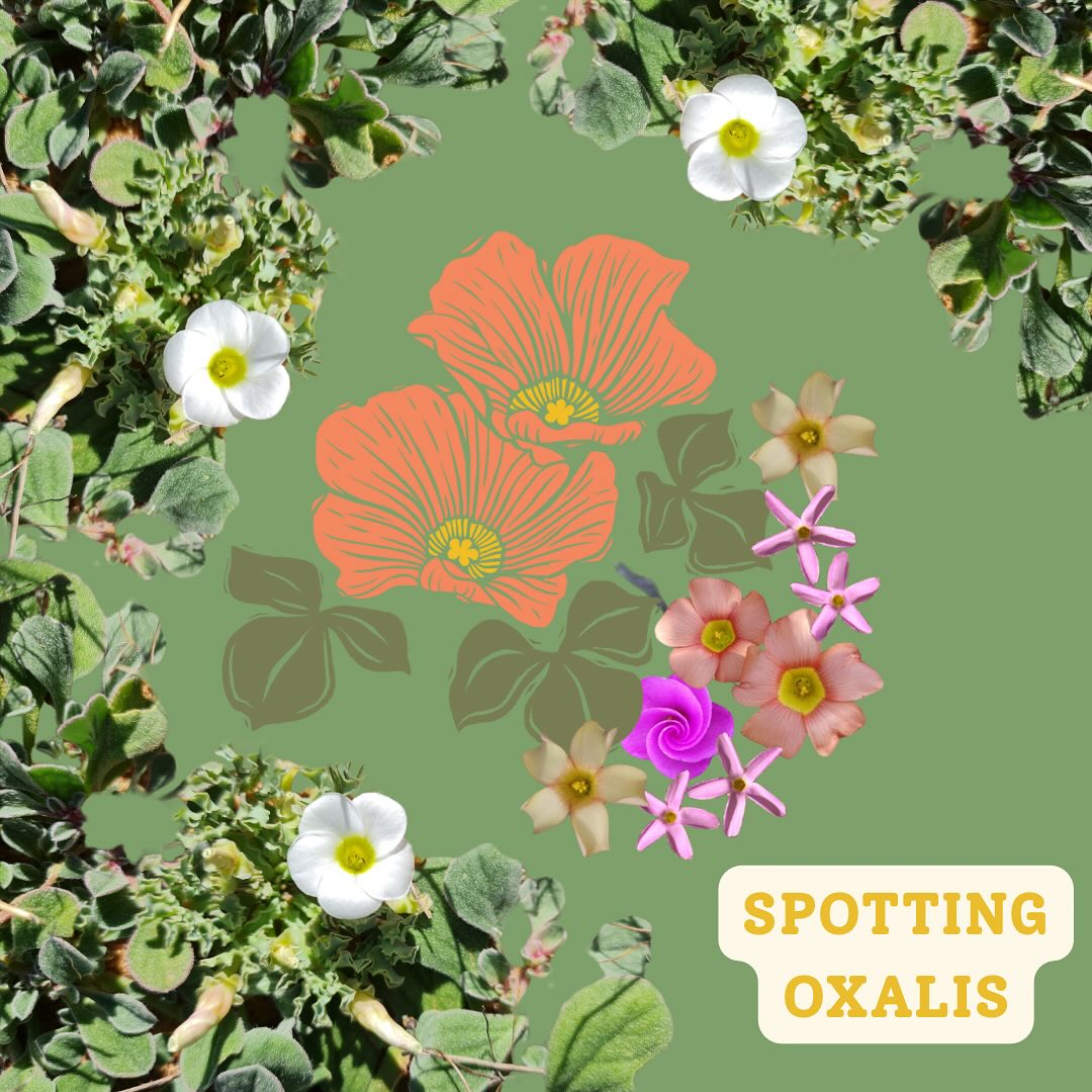 🌿✨ South African Oxalis: Small Plants, Big Personalities! 🇿🇦🌸
Did you know South Africa is home to over 200 species of Oxalis—many found nowhere else on Earth?
🍃 Leaves:
These native beauties usually grow in basal rosettes with three-parted leaves, often flushed purple underneath or decorated with fine hairs. At night or on cloudy days, they fold up—a clever move to protect themselves. 🌙💤
🌼 Flowers:
South African Oxalis species burst into bloom with vibrant pink, yellow, white, or even bicoloured flowers. Each flower has five delicate petals and opens up when the sun is out, creating a dazzling carpet of color.
🗓️ Flowering Season:
They’re winter growers, thriving after the first rains and blooming from autumn to early spring (April–September). During the dry summer months, they rest underground as bulbs.
💡 Many Oxalis species are geophytes, meaning they survive harsh conditions by storing energy in underground bulbs—ready to return with the rains!
These tiny treasures are proof of the rich biodiversity hidden in South Africa’s landscapes. 🌍💚
#SouthAfricanPlants #OxalisLove #CapeFlora #BotanicalWonders #WildflowerSeason #PlantHeritage #FynbosFinds #OxalisObsessed