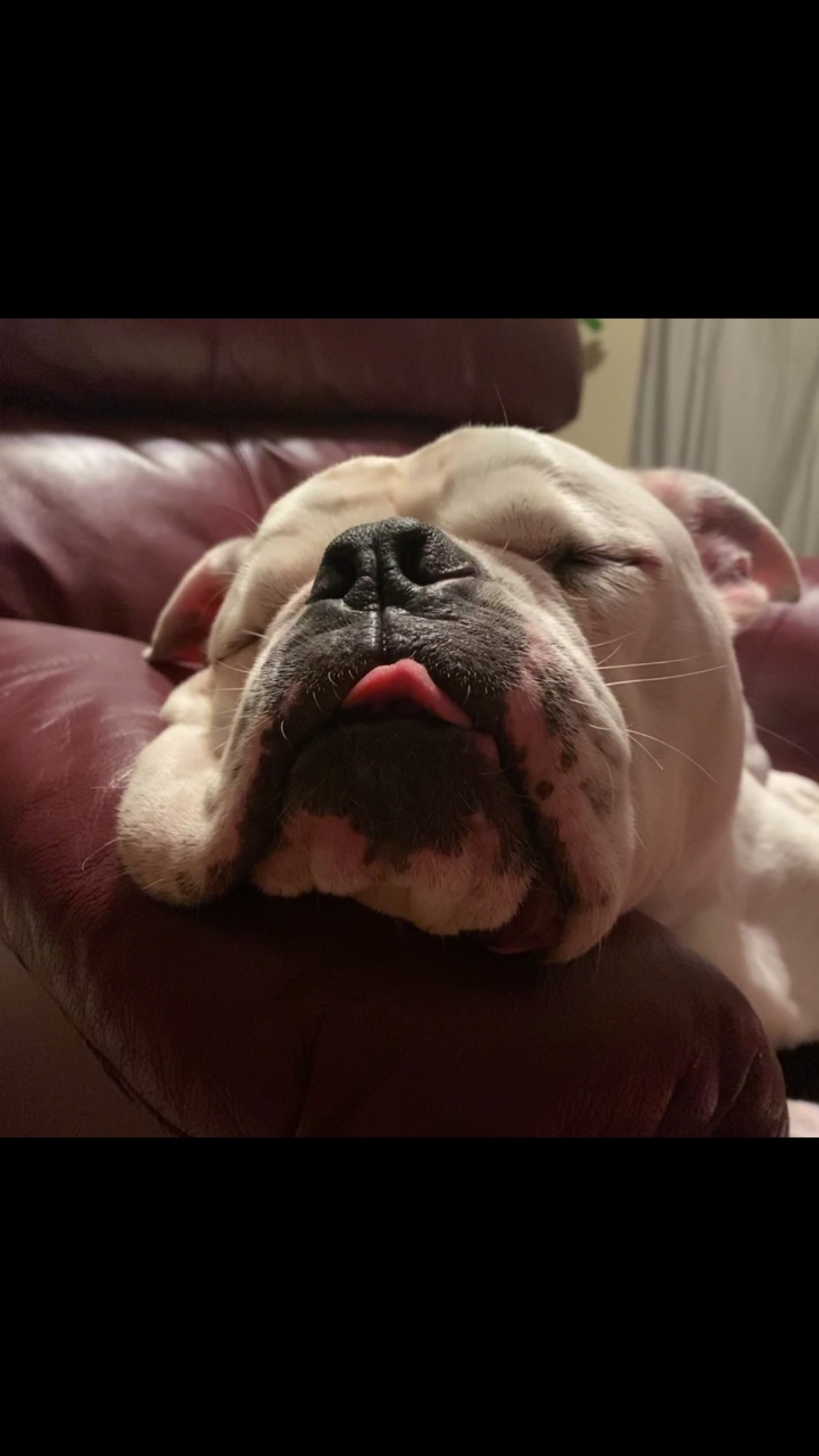Looks like someone’s running on full belly + big dreams.
When your food’s real, your rest is too.
#RooFoodCanineCuisine #RealFoodRealRest #HealthyDogLife