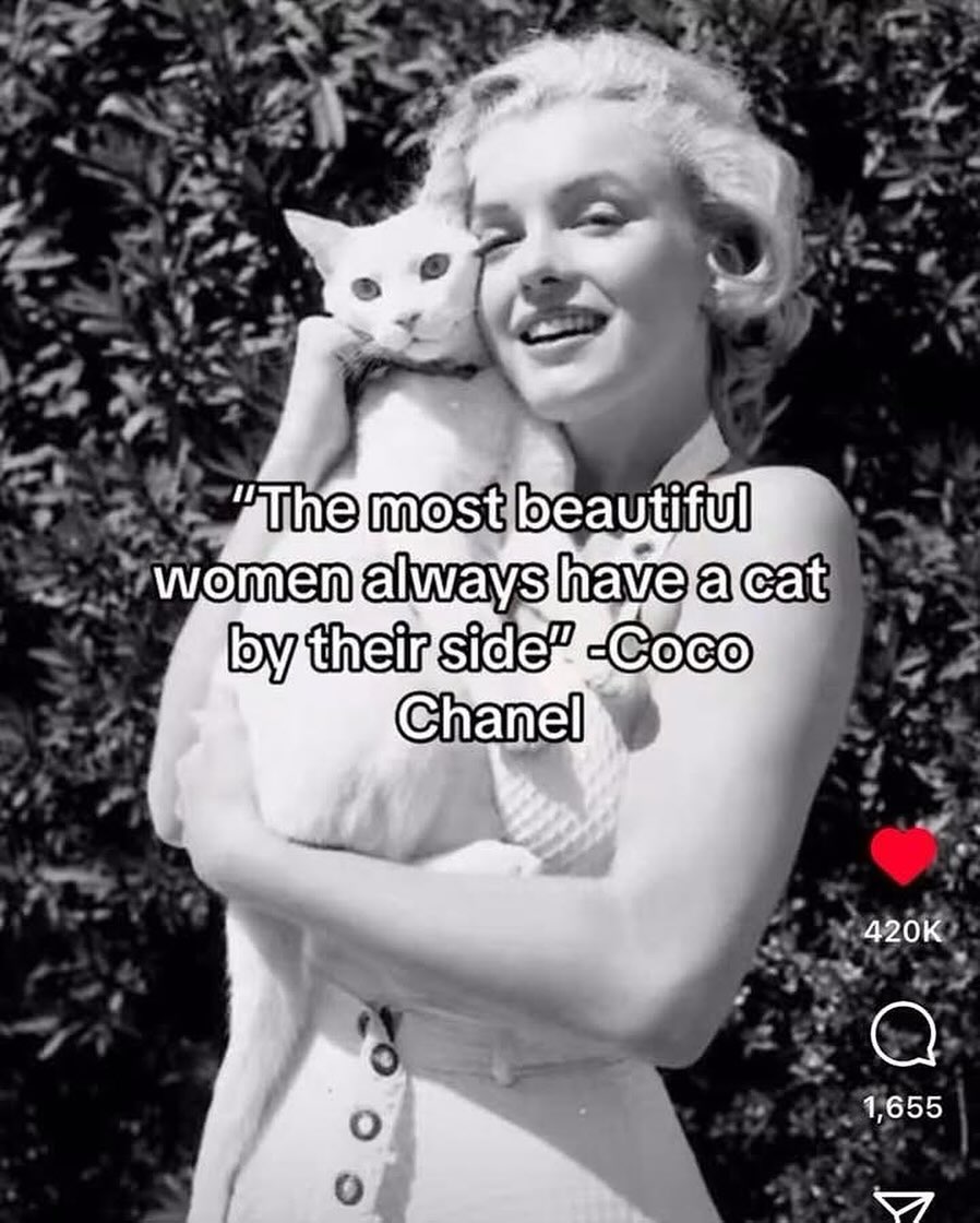 To all the cat loving girls you love π π»
