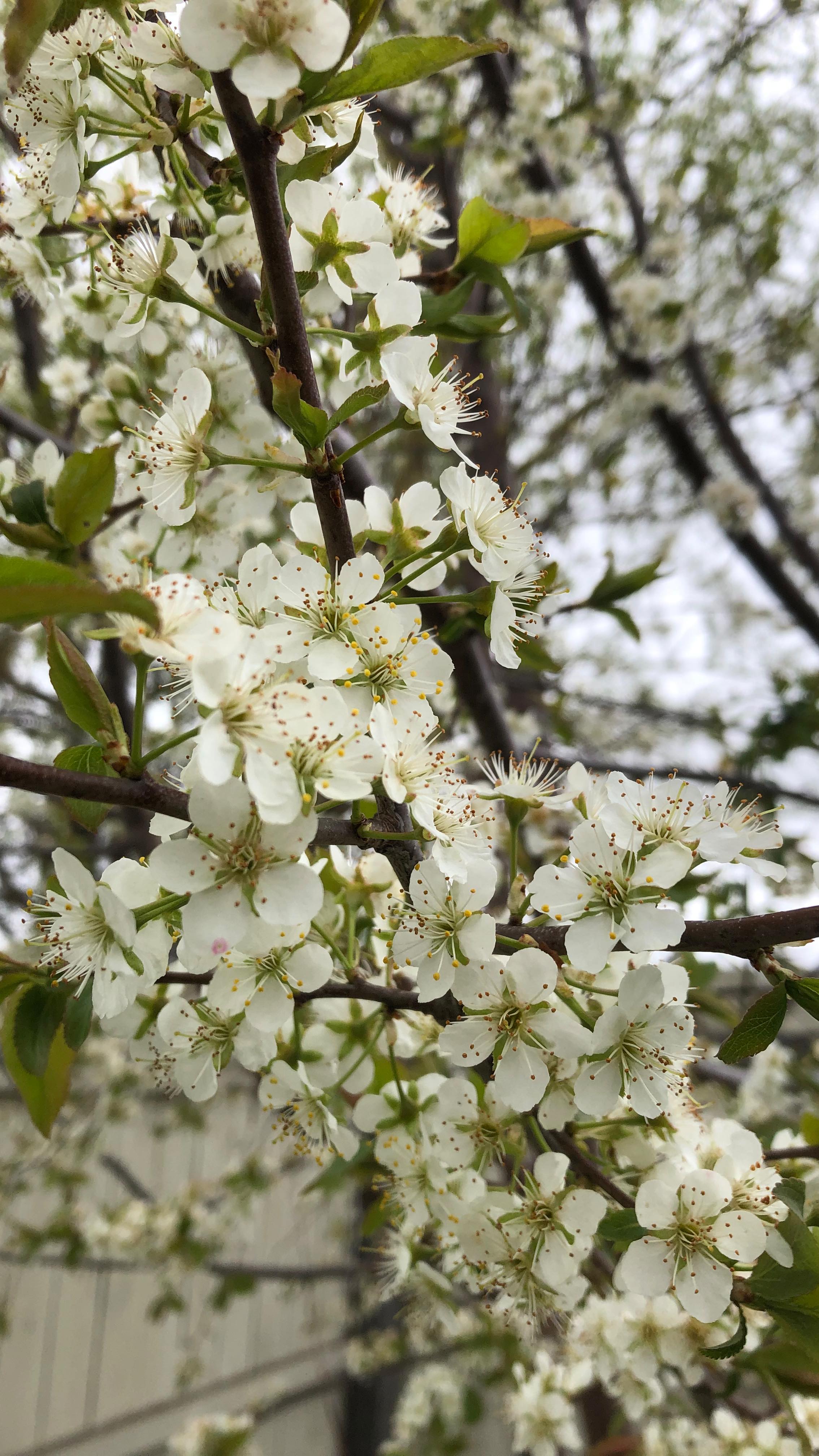 I’m sitting on the edge of summer.
Sitting on the edge of thinking of a whole lot of things. The balance I so desperately crave. The fire I’m chasing. The rest of what this year holds— the scary, overwhelming, the exciting.
Last year felt like less growth than the one before that, though I think it was just a different kind.
This year I can feel it more again. Some letting go. Some settling in.
On the fringe of a storm and yet there is peace.
Peace in the quiet I find for myself.
I want to find my way in this strangely long/short life, but I’m also good with sitting in the now, in the sunshine, in the blush and breeze of a warming spring.
.
Filmed on B2 MEMO, my purposefully crappy memories camera. Named in honor of my favorite SW droid.