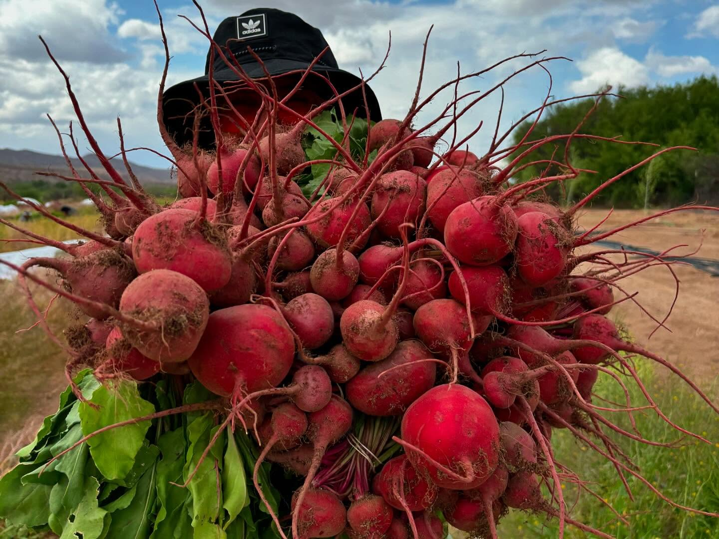 Large volumes of vegetables coming off this farm right now! We are in the middle of glorious garlic season 🧄 Starting with sweet green garlic, then to tender scapes, and in a month we will be pulling and curing for dried bulbs! Our first round of summer crops are in the ground, and we cross our fingers Mother Nature continues to ease us into summer! Still no rain in sight, but us desert dwellers are hopeless romantics, and always know eventually, it will find us 🫶🏽🌞🌵