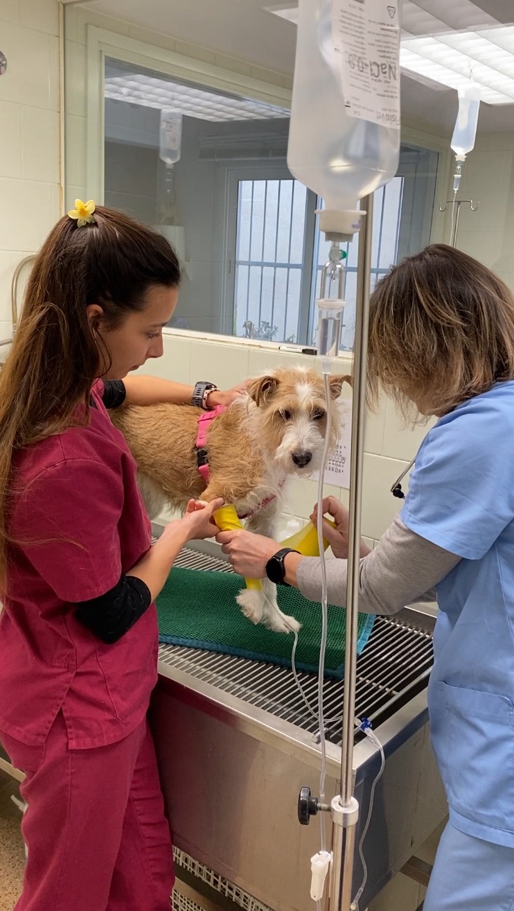 El càncer de mama en gosses 🐶 és una de les neoplàsies més freqüents, especialment en femelles no esterilitzades. Fins a 1 de cada 4 (25%) desenvoluparà algun tumor de mama durant la seva vida i aproximadament el 50% d'aquests són malignes 🧬.
La detecció precoç és clau 🔬. Palpar regularment la línia mamària pot ajudar-te a identificar nòduls, inflamacions o canvis en la pell. Davant de qualsevol anomalia, consulta immediatament el teu veterinari de confiança que podrà valorar amb certesa la gravetat de la situació.
L’esterilització precoç, especialment abans del primer o segon zel, pot reduir el risc de desenvolupar tumors mamaris en més d’un 90% (la incidència en gosses esterilitzades abans del primer zel és del 0,5% i abans del segon 8%). Si bé l'esterilització és una decisió preventiva molt eficaç cal valorar els avantatges i inconvenients de cada cas en concret⚕️.
Un diagnòstic a temps pot marcar la diferència entre un tractament amb èxit o complicacions greus. Estima-la com ella t’estima a tu ❤️.
#CàncerDeMamaCaní #SalutAnimal #Veterinària #GossesSanes #PrevencióVeterinària #DeteccióPrecoç #ClínicaVeterinària #AmorAnimal #OncologiaVeterinària #EsterilitzacióResponsable