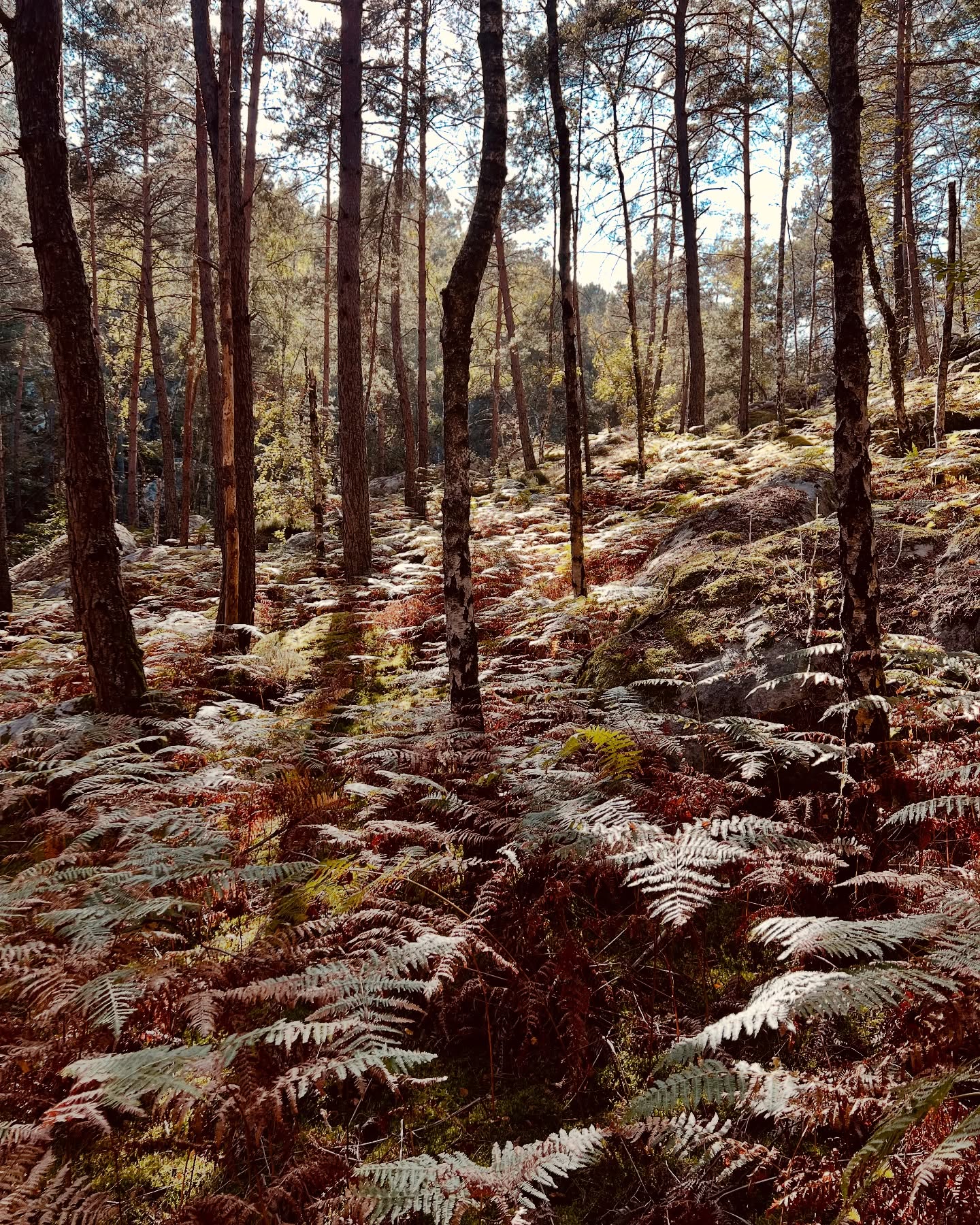 ©️ Galerie Fantôme
🦉