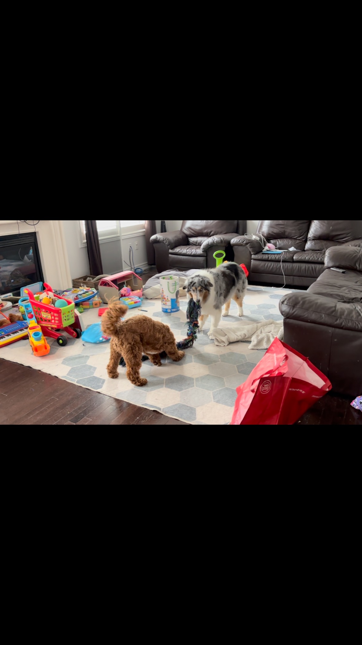 Nothing better than having a young dog around to keep an older dog young and energized.
Every morning and evening, Mio and Peppa have a play session. Whether it’s them playing tug, or wrestling 🤼. Play time is very important for your dog to help keep them physically active and mentally sharp, not to mention it helps with training and definitely strengthen your bond.
#puppyplaytime #tugofwar #cockapoo #cockapooofinstagram #australianshepherd #australianshepherdofinstagram #physicalactivity #mentallysharp #doggylove #puppylove