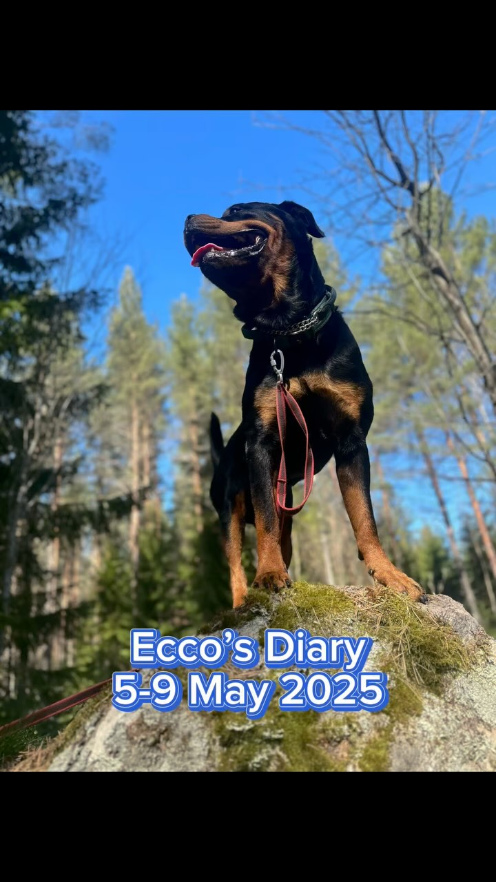 Ecco’s Diary – May 5–9, 2025🌟
🔹 Early mornings, bird training & first aid kits
New week – new opportunities, as mum says. Although I think new opportunities should wait until after 8 AM at least. 😴
On Monday, the alarm went off at 4:30 (!). I thought mum was joking. I’m a teenager and need my beauty sleep! But it was time to go to Uppsala again – dad had another heart procedure. While he was inside, mum and I went for a long walk in a park filled with BIRDS.
Anti-chase training – real life edition
Mum is studying anti-chase training, so we practiced with all the birds flying, chirping, and wandering around. I did focus exercises, paused when birds passed, and even a down-stay – next to a curious little bird that didn’t find me scary at all.
Mum said it was valuable training. I think I did well. There was one big bird that suddenly took off right in front of me... that took a bit of self-control!
The rest of the week has been all about balancing action and rest:
✔️ Forest walks
✔️ Rally obedience during our Thursday group
✔️ Indoor and outdoor training
✔️ And... bumblebee chasing (I know I’m not supposed to – but they’re so fast!) 🐝
First aid – just in case
Mum also ordered a first aid kit – for me! I was a bit confused, because she said she hopes we’ll never need it. So why buy it? She told me, “Safety isn’t optional” and that every home with a dog should have one.
So now we’ve got something we hope we’ll never have to use – but are glad to have, just in case.
📝 Today’s tip:
Train focus, impulse control and steadiness where it matters – like around birds or other distractions. And no matter how careful you are: a first aid kit for your dog is one of the easiest ways to be prepared. Better to have it and not need it – than the other way around.
#dogtraining #eccodiary #rottweilerlife #rottweilers_of_instagram #obediencetraining #happydogday