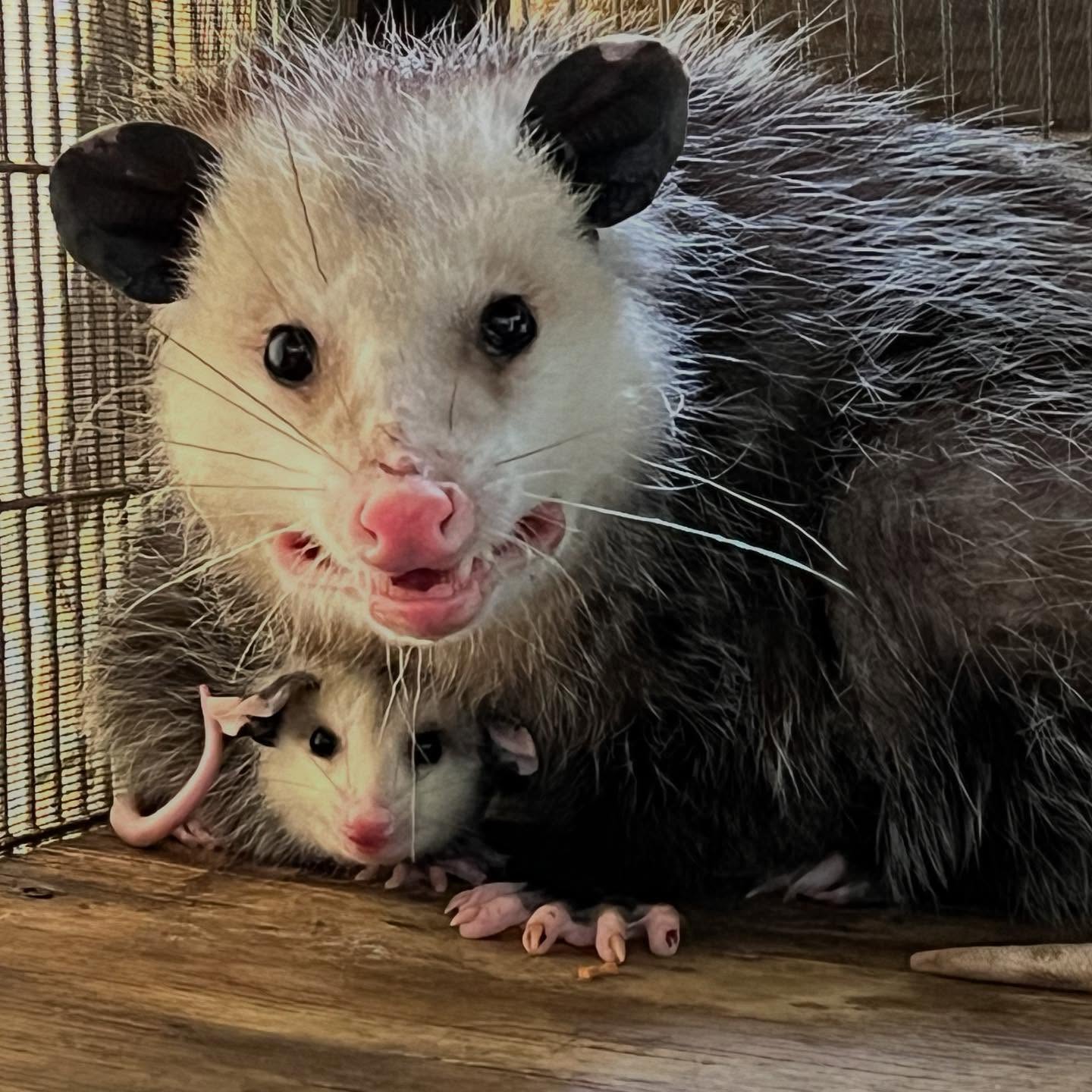 Happy Mother’s Day to all the moms out there! Both wild and human ♥️🦉