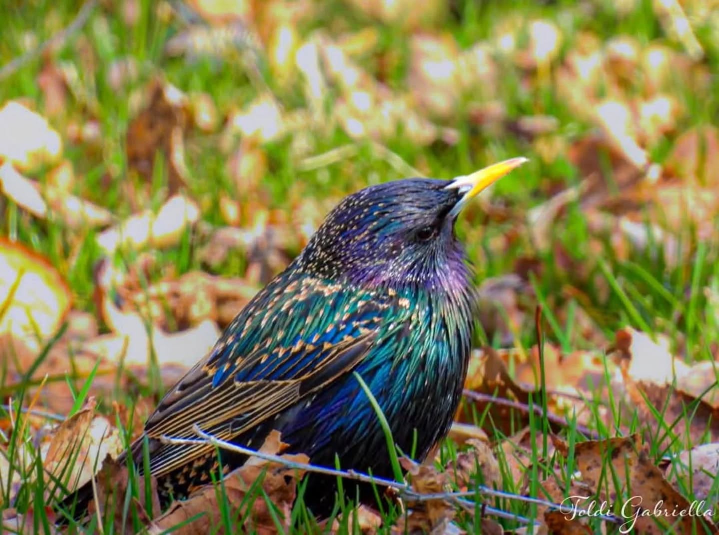 📷 Gabriella Toldi @toldi.gabriella