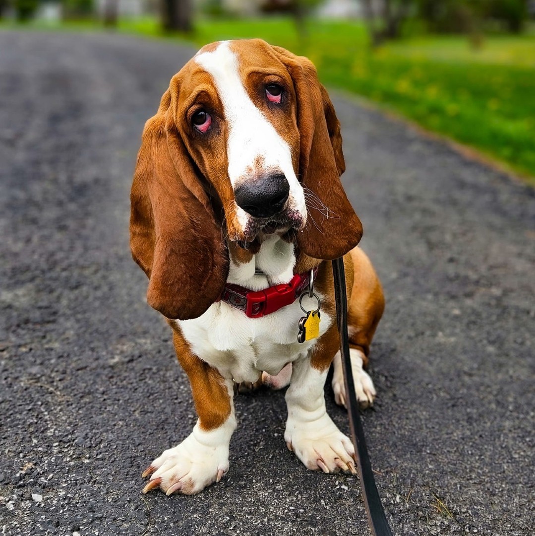 The puppy stage = prime time for learning. Our Board & Train program is designed for puppies under 6 months—where structure, consistency and early socialization make all the difference.
Skip the chaos and set your pup up for a lifetime of good habits. 📩 Spots fill quickly—send us a message to learn more!
#BoardAndTrain #PuppyTraining #TrainEarlyTrainRight #ColumbusOhio #ColumbusDogTrainer