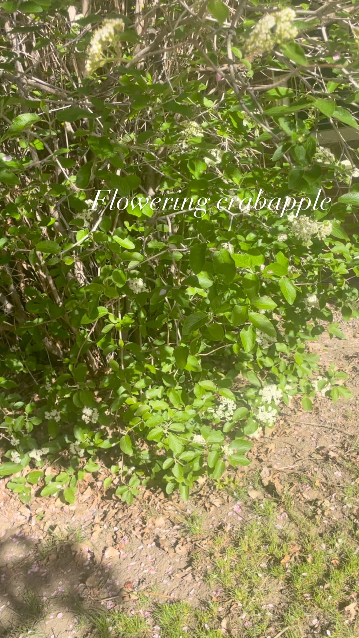 Best spring combo ever-flowering crabapples & viburnums!! So many varieties to fit your landscape needs. We carry several & can help you select the right one.