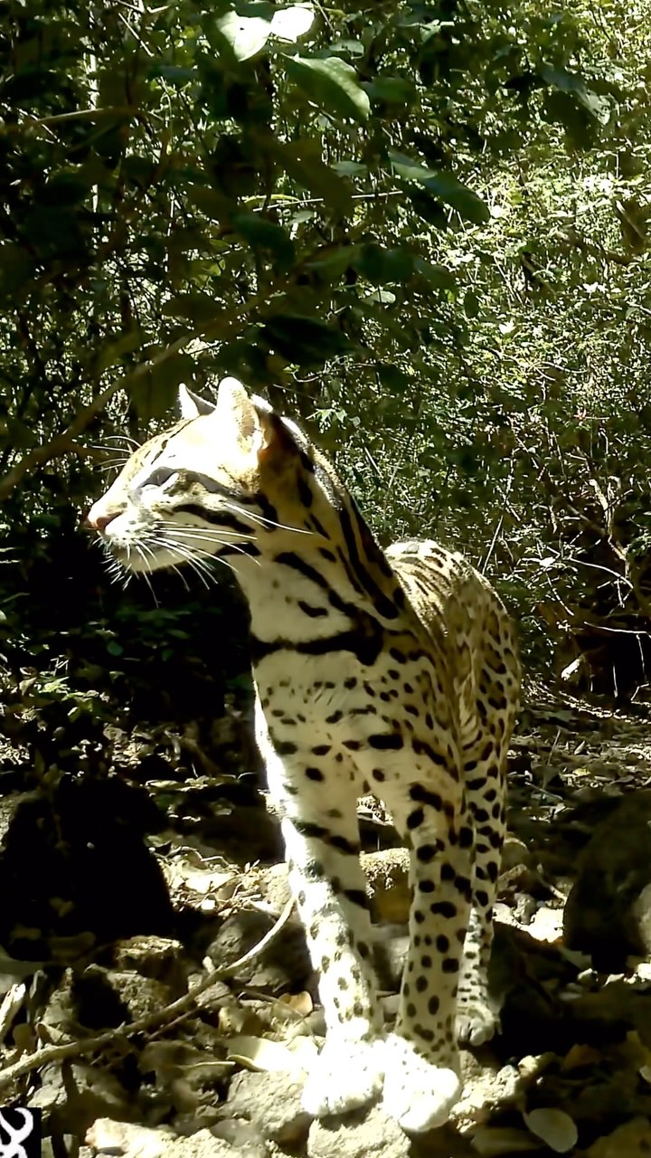 Caught in a rare moment of daylight, this beautiful ocelot moves gracefully through the forest in Guanacaste. Captured by Jeevan’s trail camera, one of our skilled camera trappers, in collaboration with @guanacastewildlifemonitoring. This sighting offers a special glimpse into the secretive world of a species that’s most active under the cover of night.
Each encounter like this deepens our understanding of the region’s wild cats and strengthens our commitment to protecting the habitats they call home.
#WildCatImaging #WildCatProject #WildCatConservation #WildCatPhotography #BigCatConservation #SaveTheWildCats #WildlifePhotography #WildCatsOfInstagram #WildlifeImaging #CatConservation #WildlifeProtection #NatureLovers #ConservationPhotography #EndangeredSpecies #WildlifeConservation #SaveOurWildlife #ProtectOurPlanet #NaturePhotography #WildlifePlanet #PlanetEarth #InstaWildlife #NatureLoversOfInstagram #WildlifeShots #AnimalsOfInstagram #ExploreTheWild #WildlifeProtection #CatsOfInstagram #AnimalLovers #ExploreWildlife #NatureAddicts