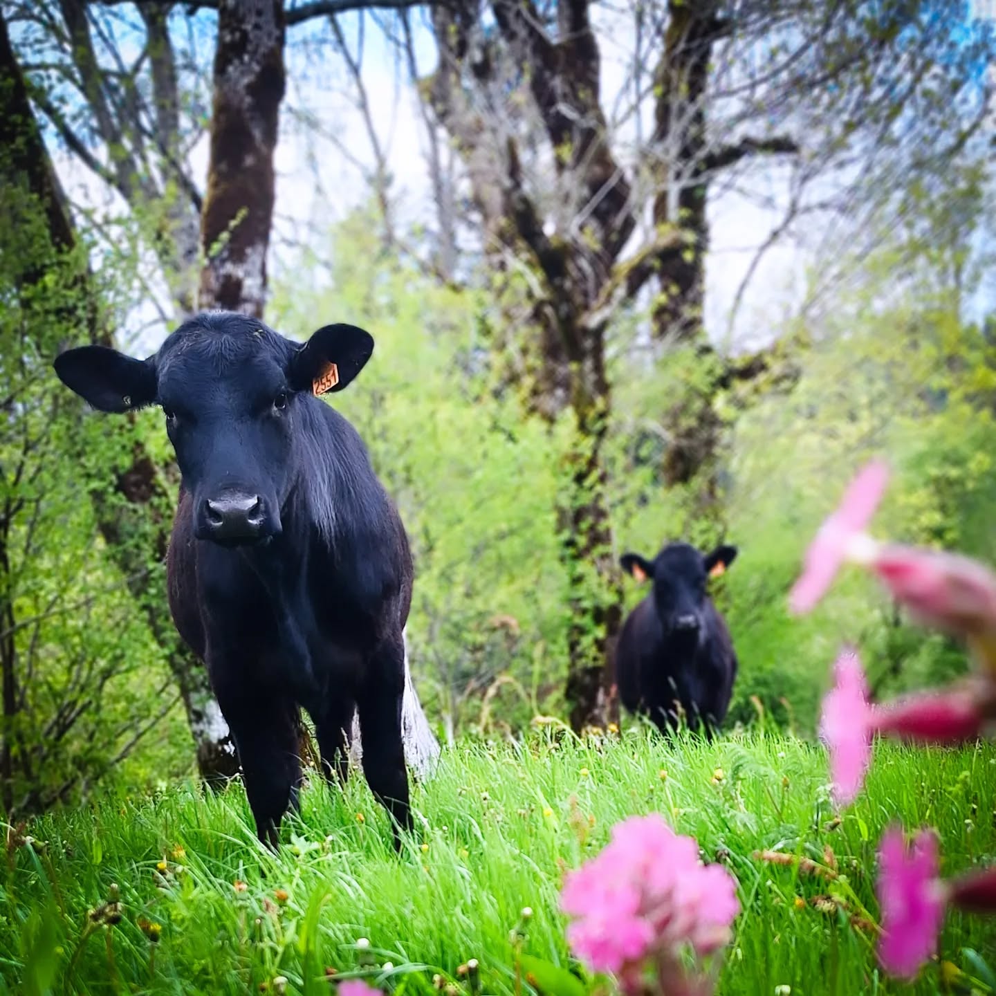 Nos voisines sont de retour 😉 #bienvenuecheznous
#lodgelife #semettreauvert #instanature #photooftheday #photodujour #nature #igersnature #campagnefrancaise #gitenature #montdore