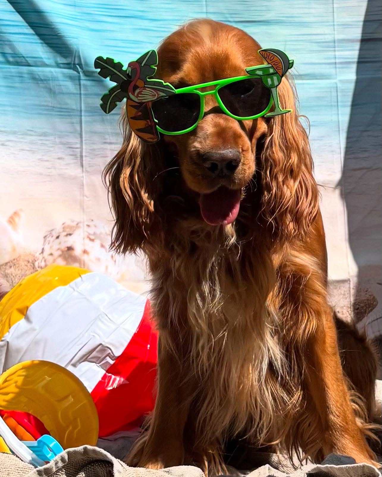 Just me, my shades, and a beach ball vibe check. Sandcastles? Check. Umbrella shade? Check. Looking pawsitively fabulous on my doggy daycation? Double check! Pass the pup-ina colada! ☀️🐶