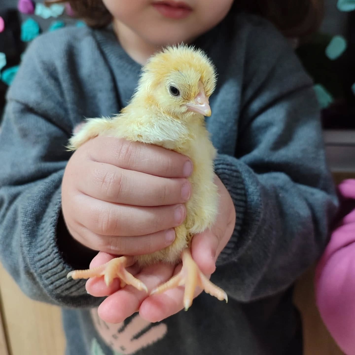 Desde pequeñas, he inculcado a mis hijas el amor y el respeto por los animales y la naturaleza.🌿🐔
Por eso quería transmitir esto a los más pequeños y por eso creamos el proyecto @proyectopioeduca2025 . Un proyecto creado para llevar a los colegios huevos fecundados y que los más pequeños puediesen ver de primera mano como nace un pollito y las fases de la evolucióndel embrión.
En el proceso les enseñamos como se forma un huevo, sus cuidados y la importancia de tratarlos con respeto. Nos encanta ver la ilusión que tienen durante estos 21 días de espera y sus caras de emoción cuando los pollitos comienzan a romper el cascarón. Todo esto los conecta con la naturaleza.🐣
¿Os gusta el proyecto? ¿Lo conocíais? 🥚🐔😊
#pollitosenelcole #respetoanimal #amorporlanaturaleza #vida rural #gallinasrazaautoctona #prpyectopioeduca