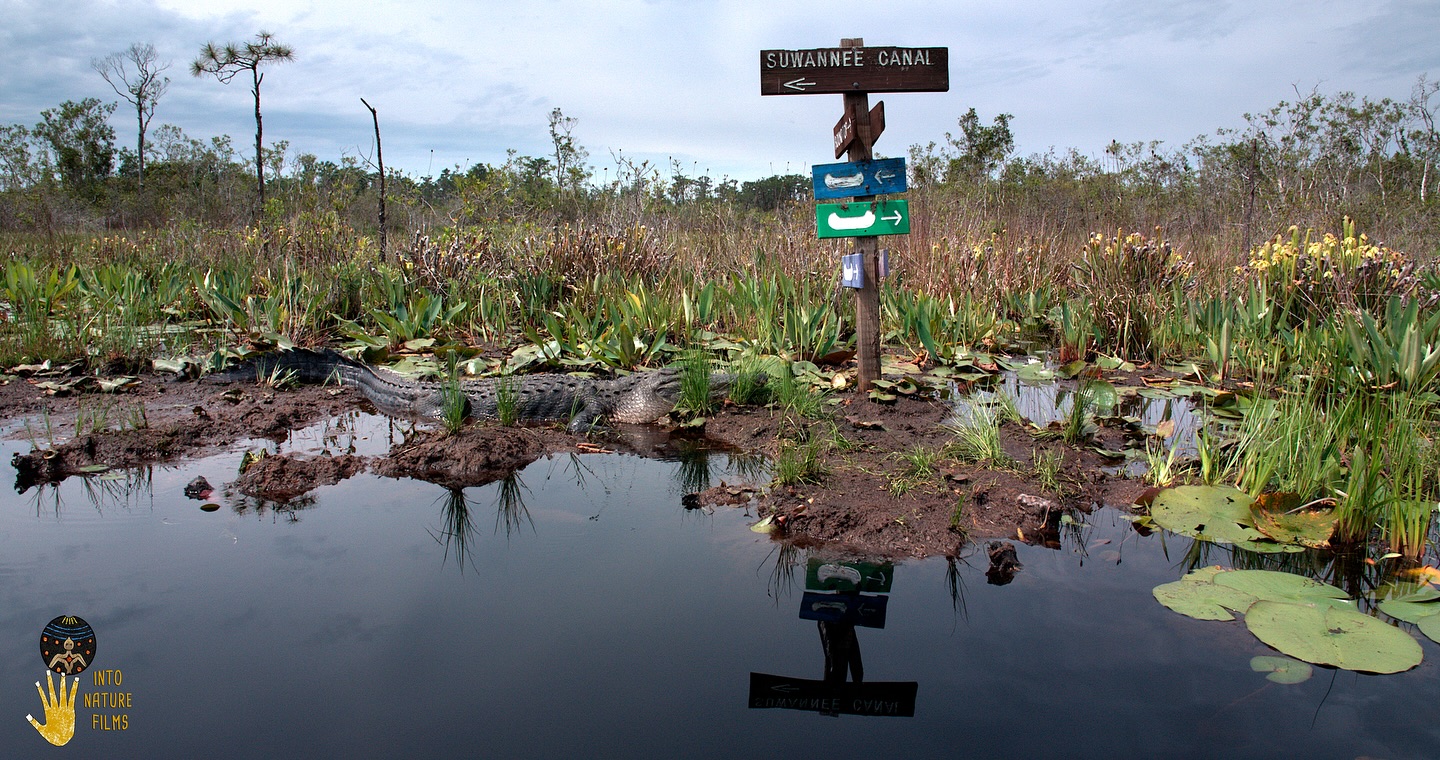 One week ago, Into Nature Film’s Jennifer Brown went into the Okefenokee National Wildlife Refuge on an overnight canoe trip of a lifetime for our new film with St Marys Riverkeeper and The Nature Conservancy in Georgia. We were in good hands with Dan from Okefenokee Adventures who facilitated and informed the entire paddle through the headwaters of the Suwannee River and the St. Marys River. We visited the sandy Billy’s Island and Floyds Islands, which have extensive human histories. East of Floyds, we emerged into the buoyant peat islands adorned with carnivorous plants, like the Okefenokee Hooded Pitcherplant. ‘Tis the season for alligator mating, and we encountered an incredible variety of behaviors and sounds from these ancient reptiles. Okefenokee Adventures took excellent care of us, ensuring our success and survival in this special place. Thank you, Okefenokee Adventures! @okefenokeejones @okefenokeeadventures @okefenokeeswamppark @okefenokeenwr @stmarysriverkeeper @nature_ga