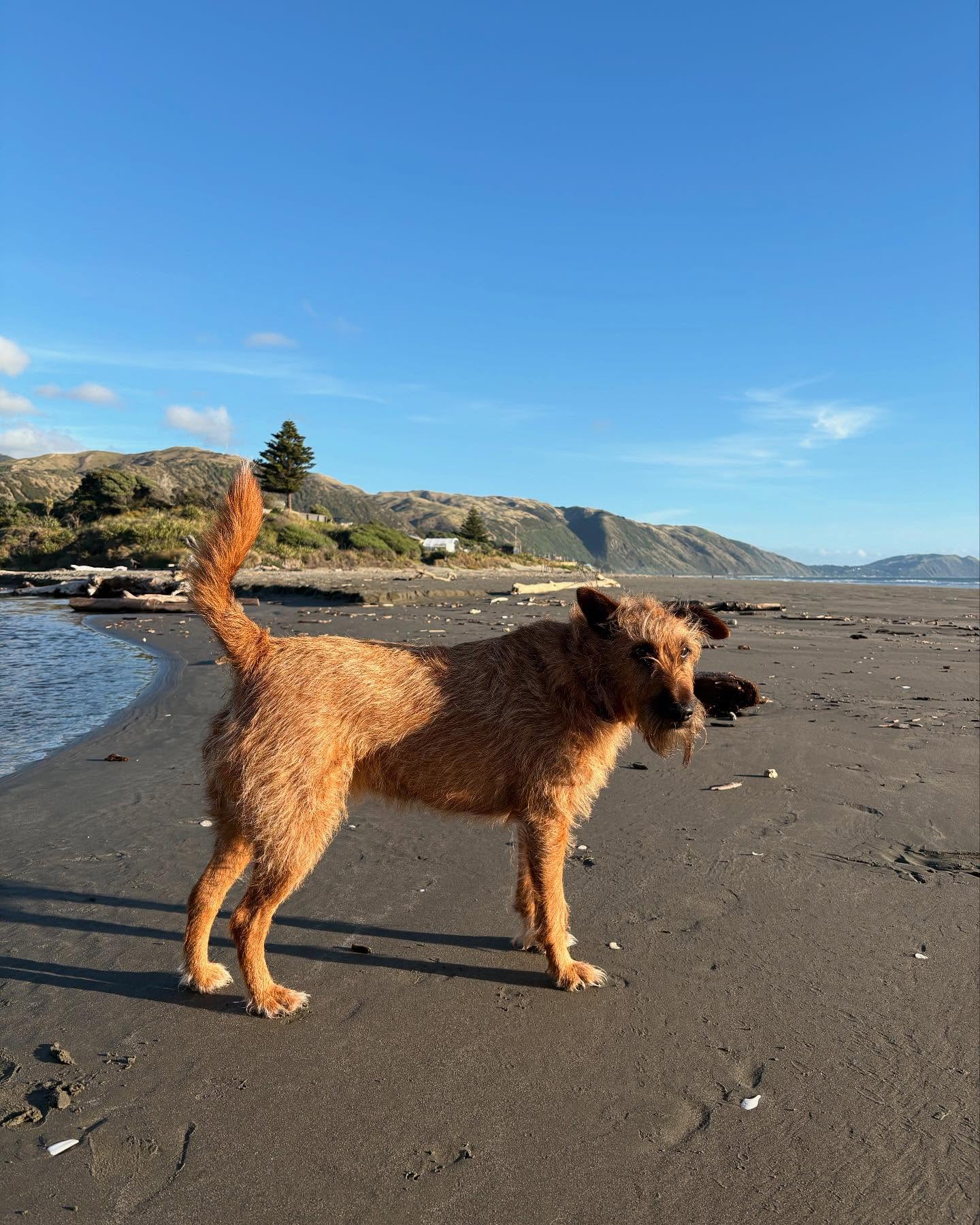 Keela - our Irish Terrier pauses briefly during yesterday’s walk