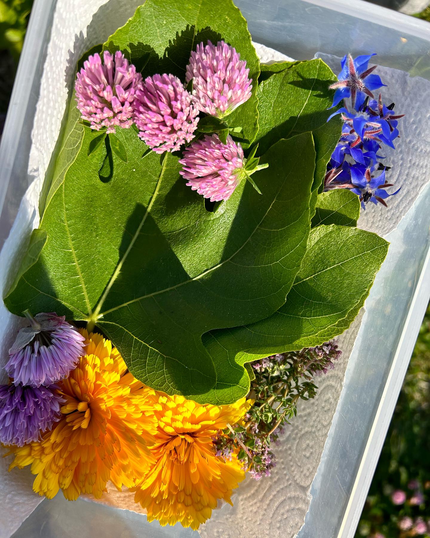 Potager, maraîcher & latte 🍓🧑🌾 ☕️ 💫
