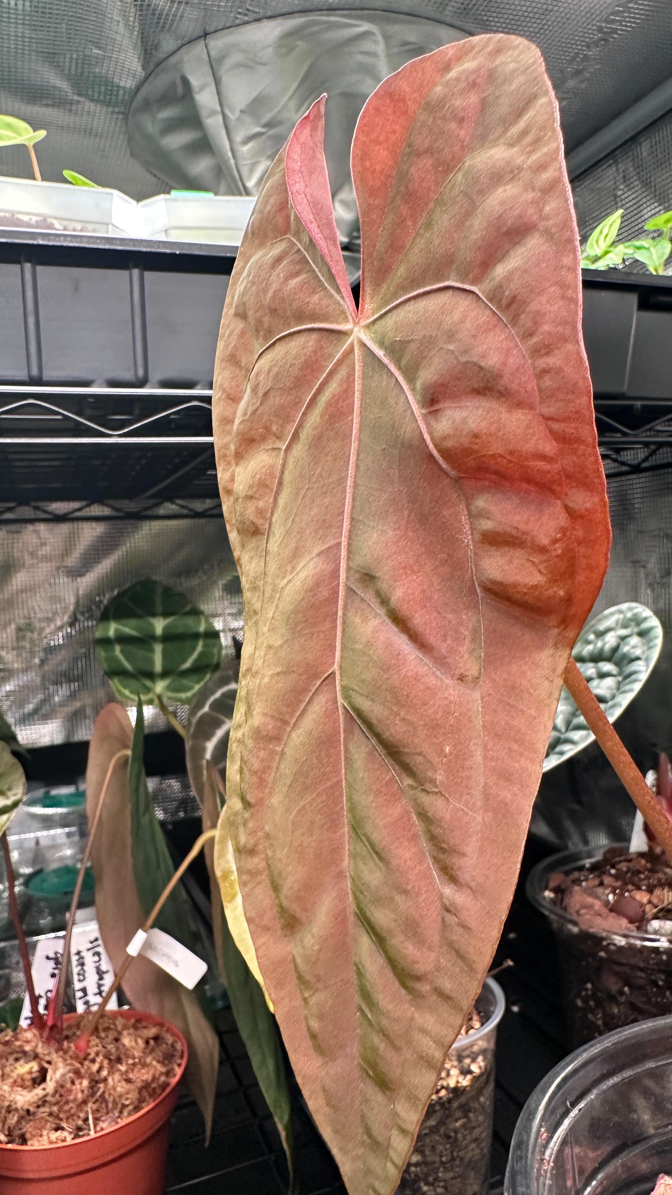 Ralph Lynam X RLFS ❤️🧡💚
#anthuriumpapillilaminum #anthuriums #aroidsofinstagram #aroidsociety #rarefoliage #foliageplant #velvetfoliage #velvety #darkanthurium #rarehouseplants #tropicalplants