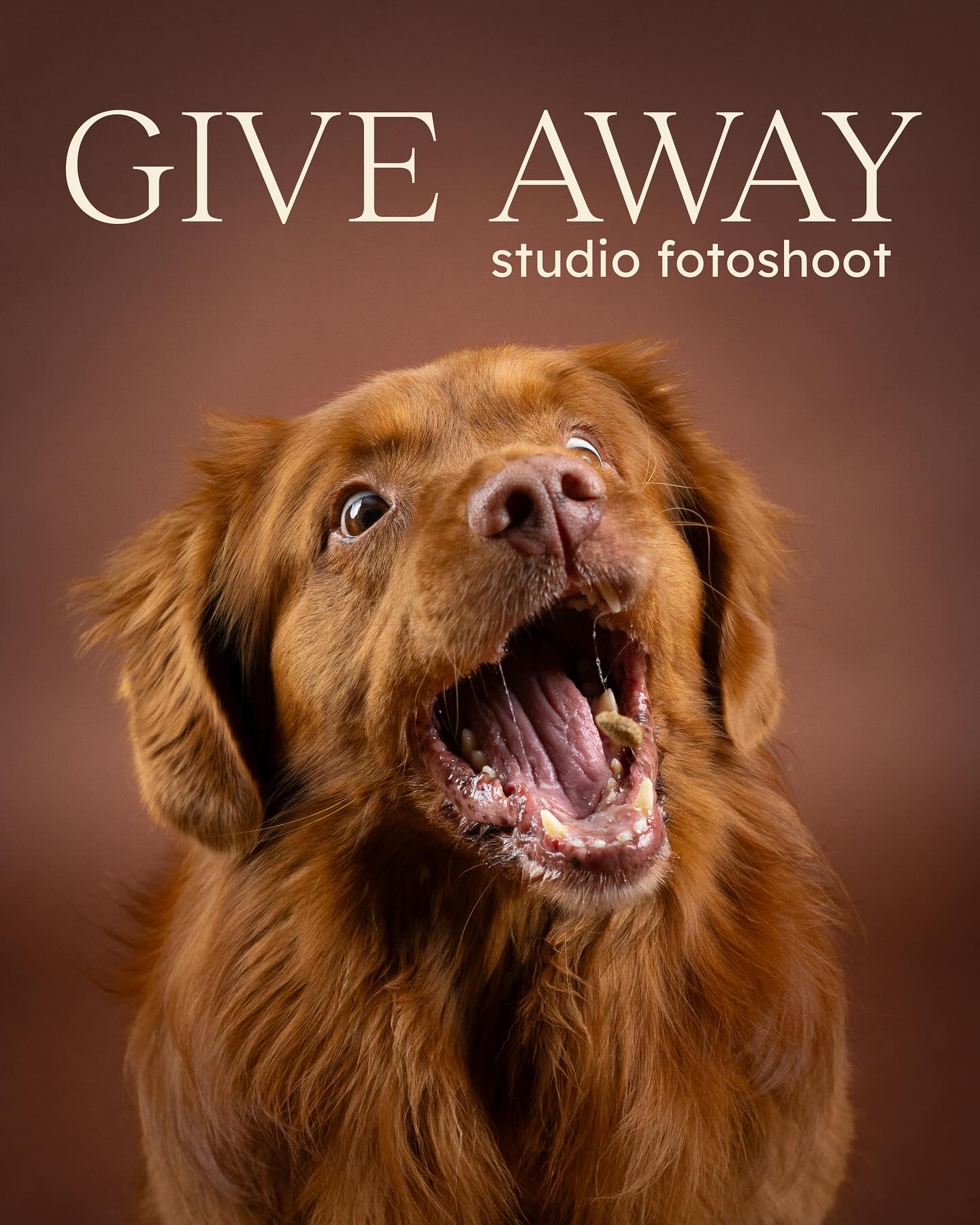 WINACTIE GESLOTEN, WINNAAR IS BEKEND GEMAAKT
𝐖𝐈𝐍 𝐄𝐄𝐍 𝐒𝐓𝐔𝐃𝐈𝐎 𝐒𝐇𝐎𝐎𝐓!🎉
Wie jarig is, trakteert! 🥳
Pawesome Photography bestaat 4 jaar én ik lanceer mijn gloednieuwe studio aanbod in Nijmegen (mijn website is ook vernieuwd, dus neem gerust een kijkje!). Tijd voor een actie die ik nog nooit eerder heb gedaan… 👇
Wil jij kans maken op een gratis studio shoot voor jouw hond?
𝐃𝐢𝐭 𝐢𝐬 𝐰𝐚𝐭 𝐣𝐞 𝐦𝐨𝐞𝐭 𝐝𝐨𝐞𝐧 𝐨𝐦 𝐤𝐚𝐧𝐬 𝐭𝐞 𝐦𝐚𝐤𝐞𝐧:
1. Volg @pawesomephotography
2. Tag een vriend(in) die dit ook leuk zou vinden
3. Extra kans maken? Deel deze post in je stories of volg me op TikTok @pawesomephotography
𝐖𝐚𝐭 𝐤𝐮𝐧 𝐣𝐞 𝐰𝐢𝐧𝐧𝐞𝐧:
📸 Een gratis studioshoot
🐾 Inclusief 3 digitale foto’s
🎨 1 achtergrondkleur
📍 Locatie: Nijmegen (studio locatie volgt binnenkort!)
De winnaar maak ik bekend op 𝐰𝐨𝐞𝐧𝐬𝐝𝐚𝐠 𝟐𝟏 𝐦𝐞𝐢 🍀
#winactie #studioshoot #hondenfotografie #nijmegen
Deze winactie is niet gesponsord of beheerd door Instagram
——————
#hondenfotograafnijmegen #hondenportretnijmegen #hondenfotoshootnijmegen #fotovanhondlatenmaken #huisdierfotografie #huisdierportret #dierenfotografie #hondenfotograaf #fotoshootmethond #hondennijmegen #hondenshoot #hondenvriend #hondenherinnering #hondenleven #dogphotography #dogportrait #doglove #puppylove #dogsofinstagram #dogoftheday