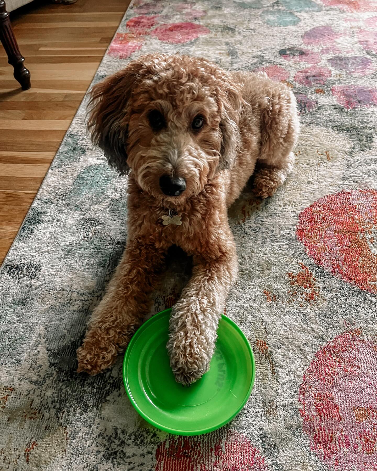 Training this future therapy dog is a joy! Clicker training has helped us build on his strong foundation, add new skills, and have fun together. Yesterday we started proofing behaviors in dog-friendly stores—he’s nearly fluent and ready to be formally assessed.
The frisbee is his ‘station’—a new cue that allows him and his younger Lab sister to train together at their own spots.”