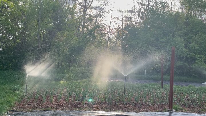 And the pump is working. All is good in the world….not really. Took a few times to figure it out. The pump and the intake from the pond has to be completely full of water and all connections need to be tight. If any air gets in, then the impeller in the pump doesn’t work well and barely any water comes out. It took a few times of filling everything with water, it not working, and then taking everything apart and refilling it with water.