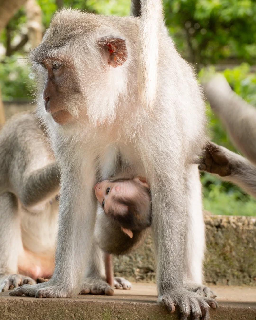 Motherhood transcends species 🍃🐒♥️