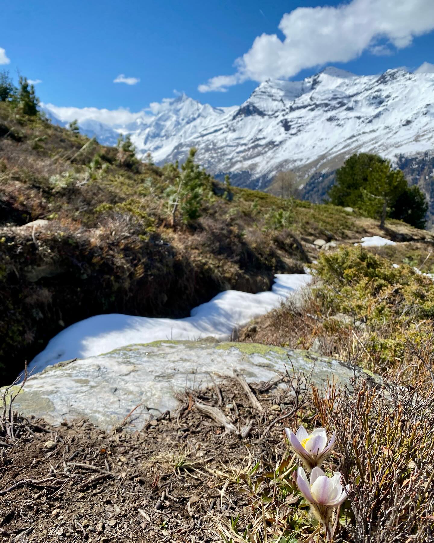 Retreating snow and blossoming crocuses mean only one thing… there are some trails to be explored 🏃♀️ 🏔️ 🥾
#summeriscoming #newseason #alpineflora #springblooms #crocus #trailrunning #trailrunningswitzerland #hiking #mtbswitzerland #valdanniviers