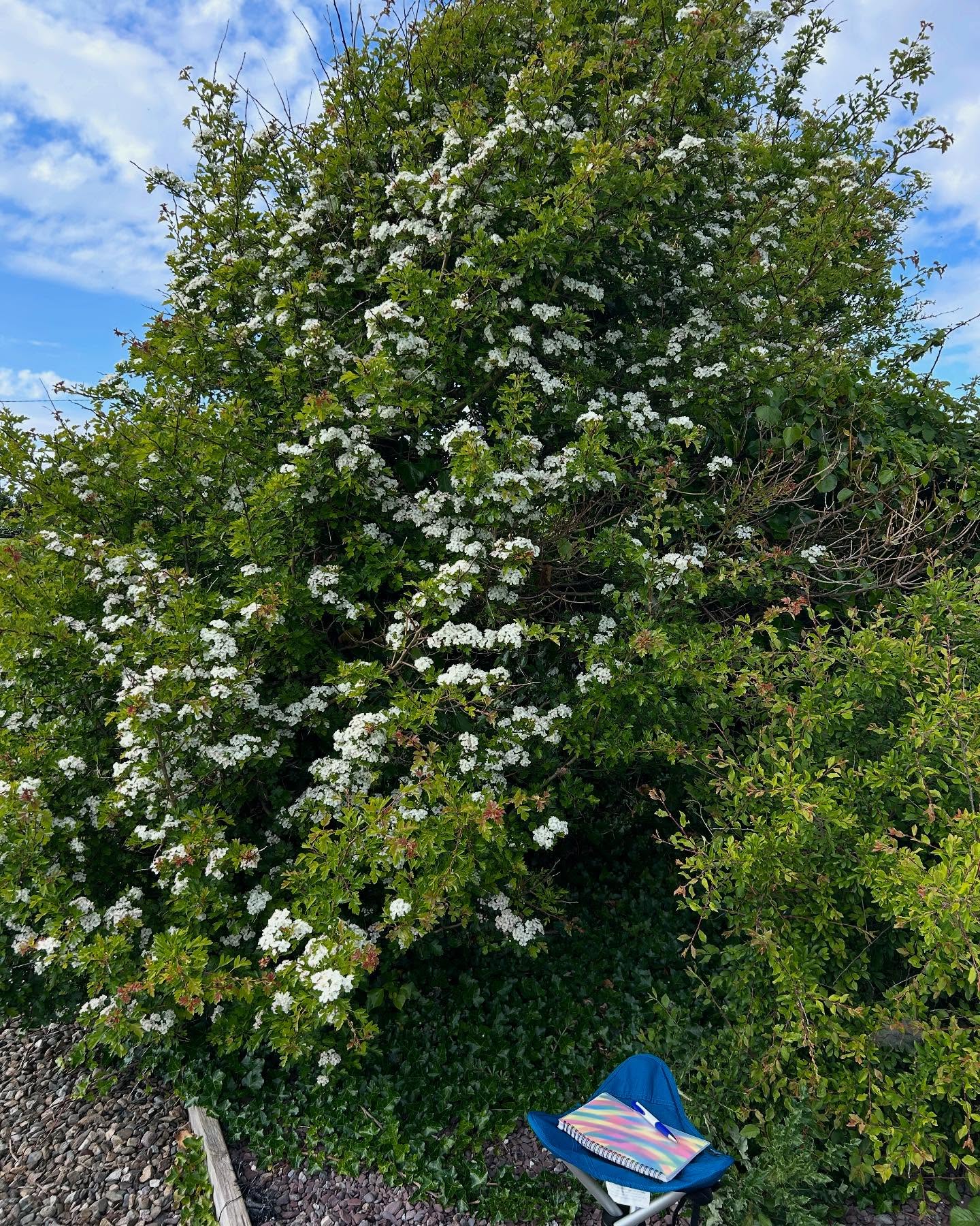 Do you ever have a chat with an āotherā in nature? I often do. Today I had the occasion, as part of a lovely gathering with friends from the @ecotherapynetworkireland to sit and dialogue with one of the Hawthorns in my garden. Hereās some of my notes from our chat.
ļæ½Hawthorn:
I am magical, home to the otherworldly.
Mystery protected me in the past but nobody seems to believe or have time for stories and lore anymore.
Now, you can see me in all my glory. Flowers white and gradually turning to a pale pink. Tiny clumps with a glorious smell.
I shine in Bealtaine.
I am admired by humans now, but when my petals fall I am unseen, often just perceived as a spiky hedgerow plant to be cut back.
Please see me all year.
I am home to lots of birds and insects. I hear them all around me, Robins, Goldfinches, Sparrows and Wrens.
The Swallow is back, have you seen it?
Shiny Ivy joins me. My inter-tangled friend, a bed around my roots and up my trunk a warmth on the wild windy nights.
I grow to the side, Westerly Winds all Winter have their effect, but hey thatās okay Iām by the sea!
Have you ever noticed my berries? The birds and insects love them in Autumn.
And yes Iām medicine for humans too - Iāve lots of ways I can help you.
Can you help me too?
Joanne:
I am so sorry I wasnāt there to protect you the day they cut you back - I cherish you now!
ā¦ā¦ā¦..
I invite you to deepen your relationship with the rest of nature and sit a while and see what happens!