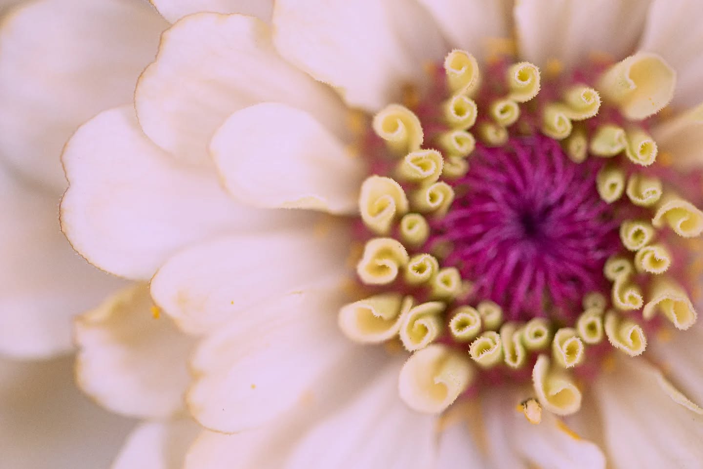 The cutest little zinnia curlies.
#flowerstand #florist #floralarrangements #partyideas #diywedding #zinnias #victorianwedding #floretseeds #gigharbormoms #localflowers #gigharborliving #macrophotography