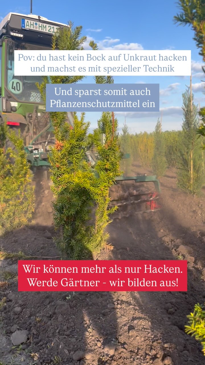 Unkraut nervt? Kein Bock auf stundenlanges Hacken? Wir auch nicht – deshalb kommt bei uns smarte Technik zum Einsatz!
Mit dem Schmalspurtraktor und speziellem Grubber mit Fingerhacken bekämpfen wir Unkraut in den Großteil unserer Quartiere mechanisch – und sparen dabei auch noch Pflanzenschutzmittel.
Gärtnern kann mehr als nur Gießen und Jäten – bei uns lernst du’s. Ausbildung gefällig? Let’s go!
Wir bilden Gärtner/in Fachrichtung Baumschule aus. 💚
#ausbildung #ausbildungsplätze #gärtner #gärtnern #baumschule #baumschulen #baumschulenterbrack #fendt #unkraut #wildkraut #trecker #mechanischeunkrautbekämpfung #job #jobimgrünen #ahaus #gronau #vreden #heek #steinfurt #stadtlohn #ochtrup #kreisborken #landwirtschaft #adelhelm #adelhelmmaschinenbau