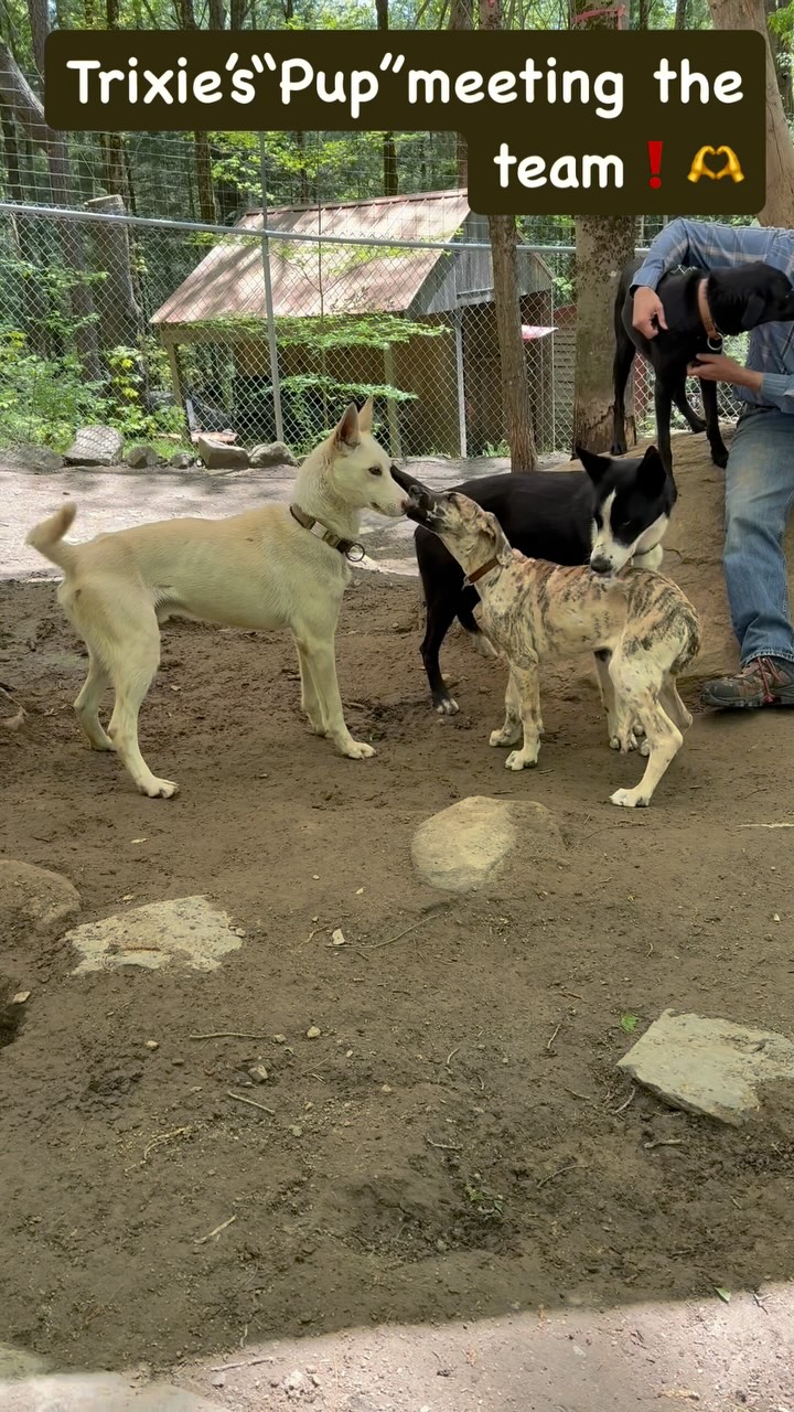A new member of the team❓❗️😂Hello Luna🧡 #puppy #hilltownsleddogs #hilltownsleddogscamps #puppylove #thepack