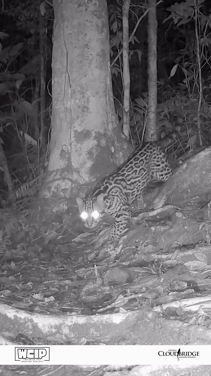🎥 A rare glimpse of an ocelot roaming through Cloudbridge Nature Reserve 🐆
We’re working hard to protect these incredible cats, but we still need your help. 🐾 Every donation brings us closer to our goal of funding critical camera trap research and conservation efforts.
#WildCatImaging #WildCatProject #WildCatConservation #WildCatPhotography #BigCatConservation #SaveTheWildCats #WildlifePhotography #WildCatsOfInstagram #WildlifeImaging #CatConservation #WildlifeProtection #NatureLovers #ConservationPhotography #EndangeredSpecies #WildlifeConservation #SaveOurWildlife #ProtectOurPlanet #NaturePhotography #WildlifePlanet #PlanetEarth #InstaWildlife #NatureLoversOfInstagram #WildlifeShots #AnimalsOfInstagram #ExploreTheWild #WildlifeProtection #CatsOfInstagram #AnimalLovers #ExploreWildlife #NatureAddicts