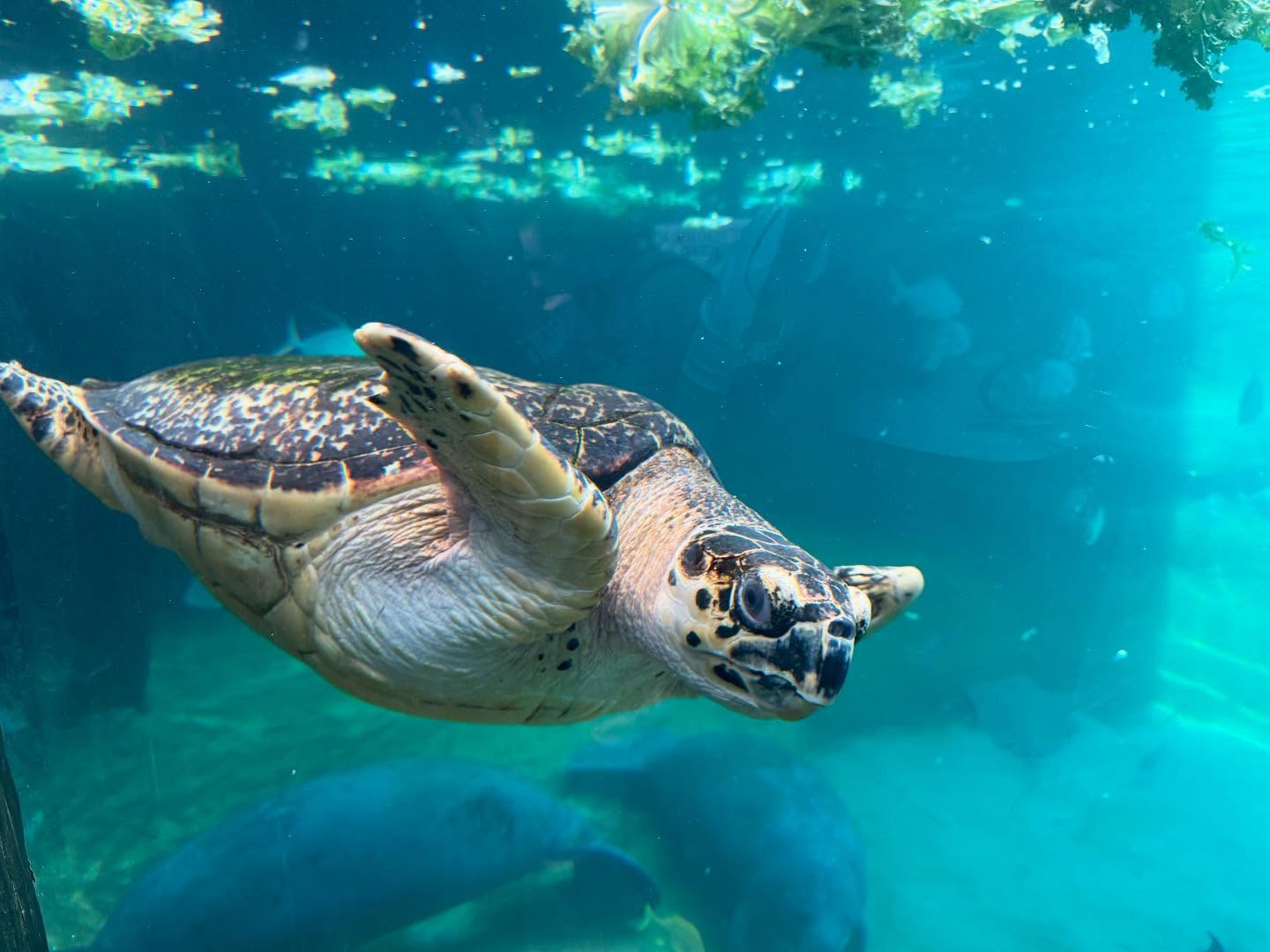 Took photos at the Columbus Zoo and Aquarium.