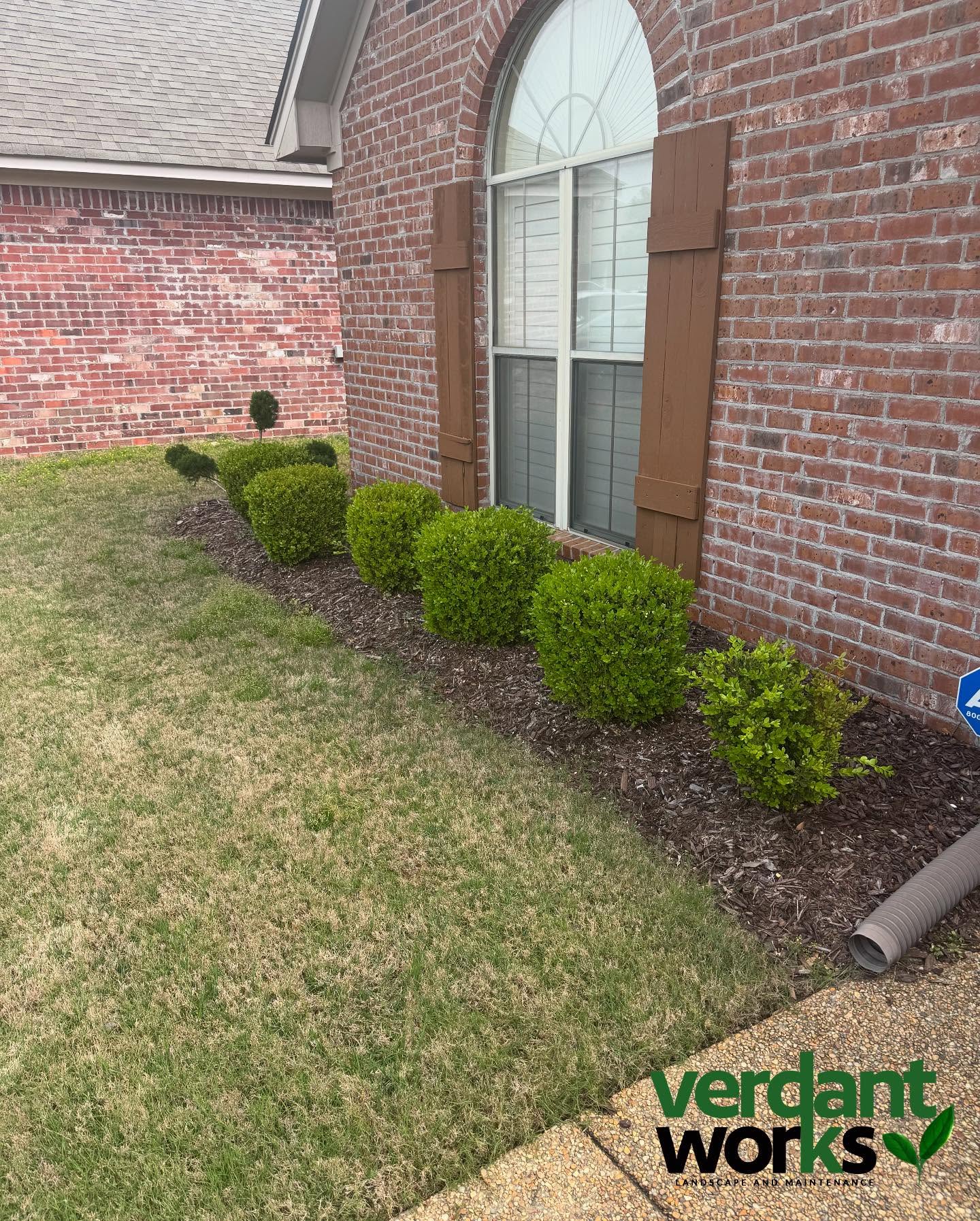 Before & after of a natural edge and removal of old shrubs and added drift roses for customer