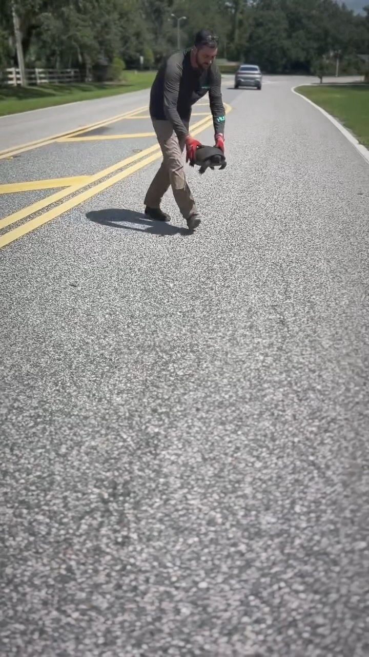 🐢💚 Always remove them from the route, respecting the direction in which they were going.
#lawncarelife#lawncareservice#lawnmaintenance#orlandofl#orlandoflorida#turtle