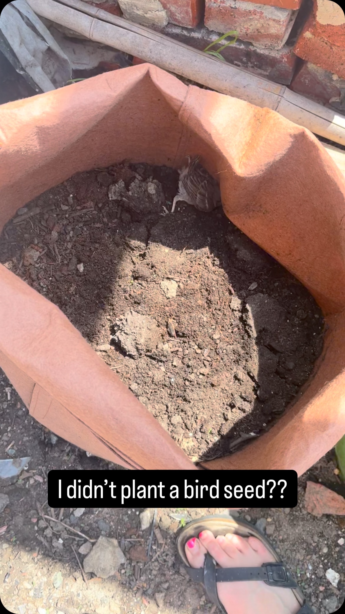 #birds #gardening #growbags #gardeners