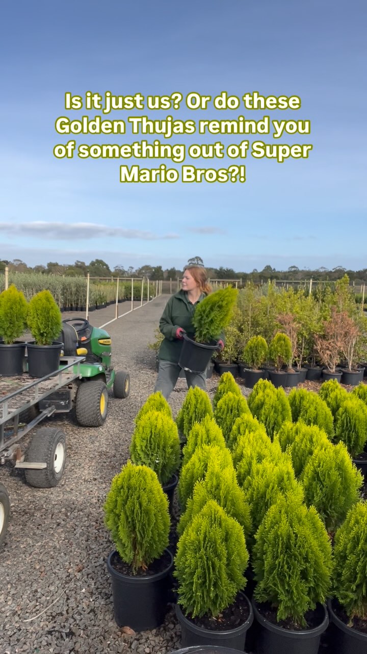 These funny little guys have been flying out the door!! We don’t know what it is about these Thuja Golden Biota that make us laugh so much but here we are!!!
Get yours today at Bundameer and have a giggle with us 💚🤣✨🌳
.
.
.
.
.
#wholesalenursery #landscapingaustralia #australiannursery #wholesaleplantsaustralia #thuja #goldenbiota